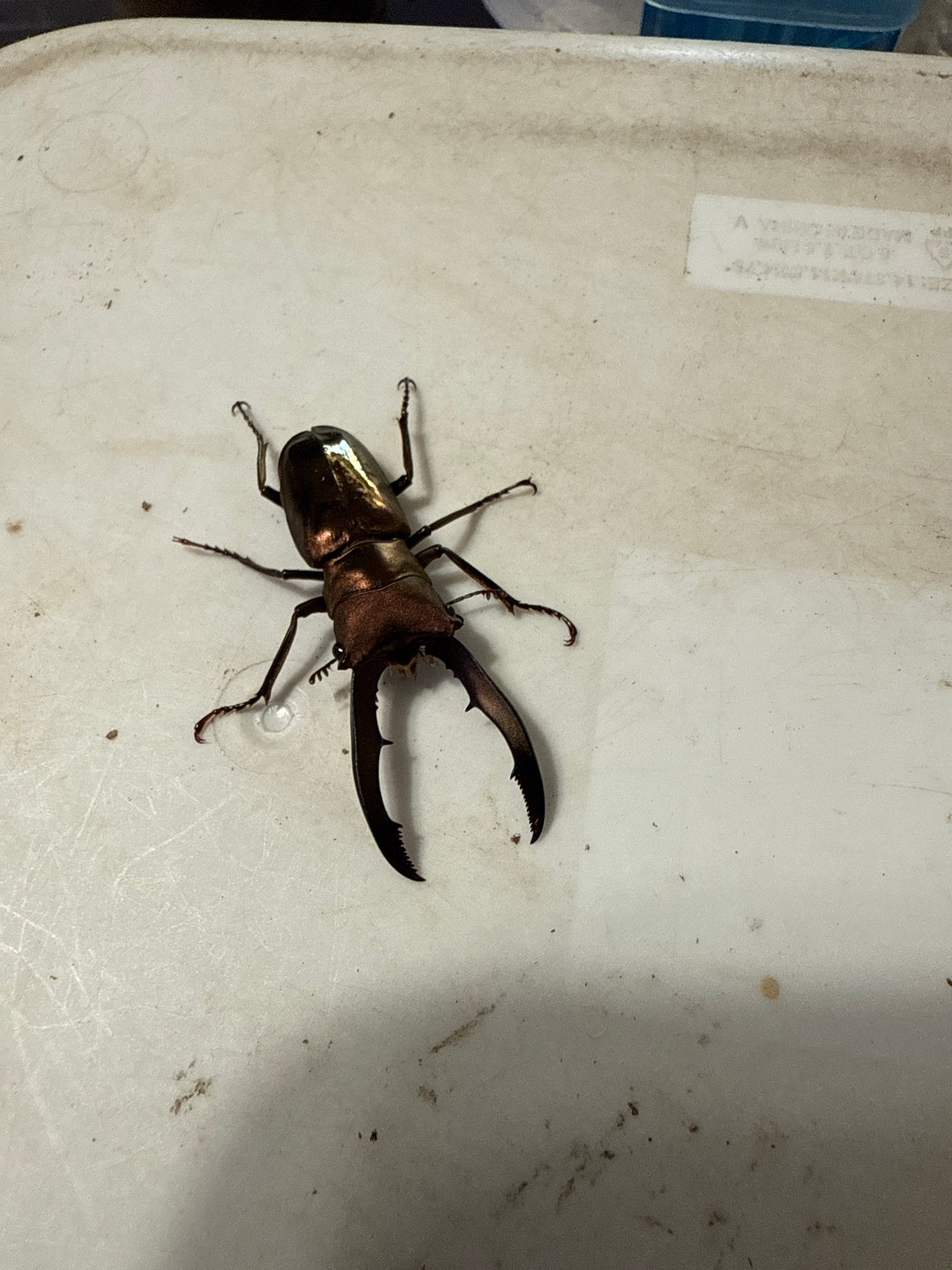 Cyclommatus Metallifer Finae ADULT MALE #2