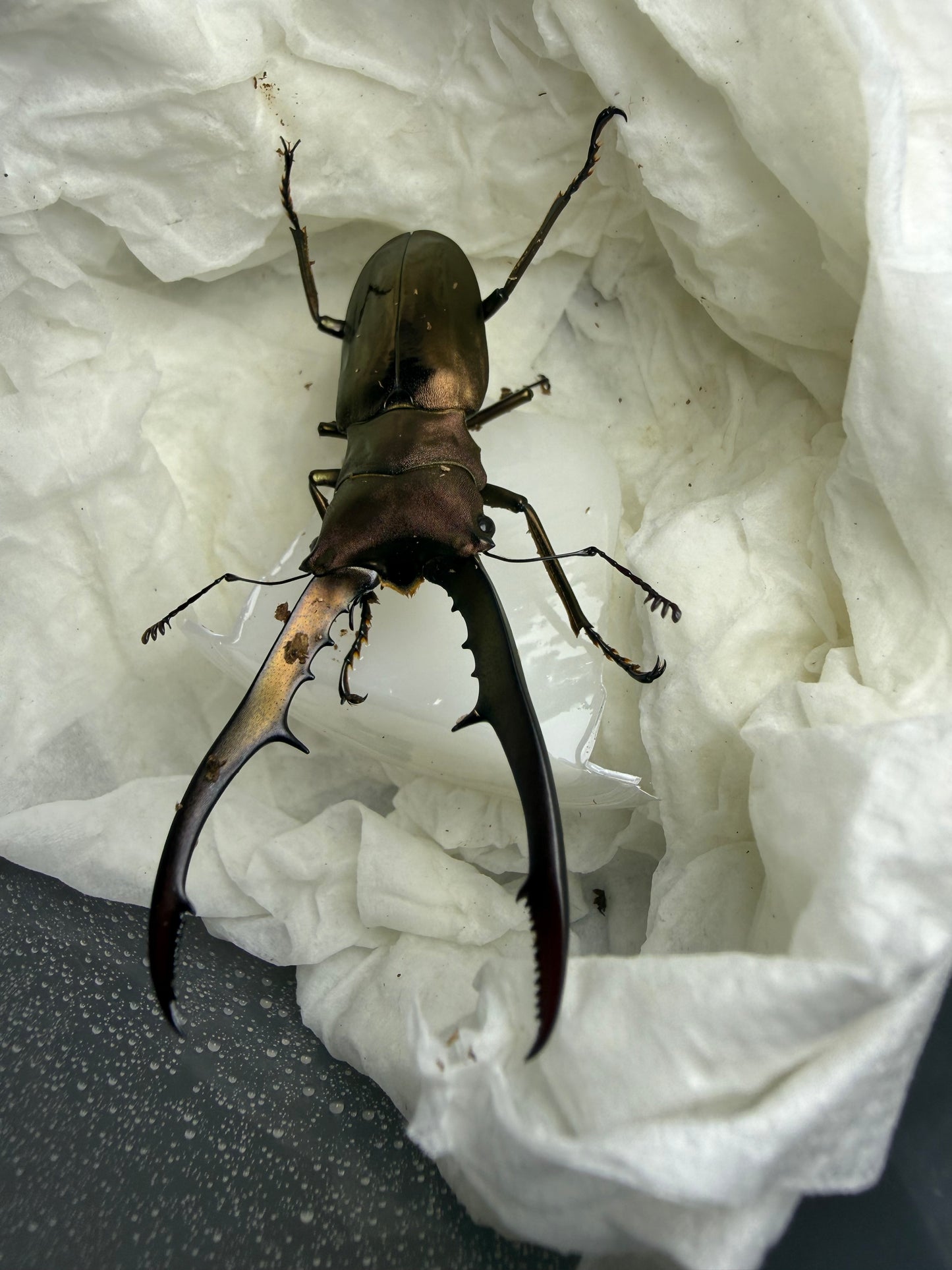 Quick Sale #6 Cyclommatus Metallifer Finae Adult Male