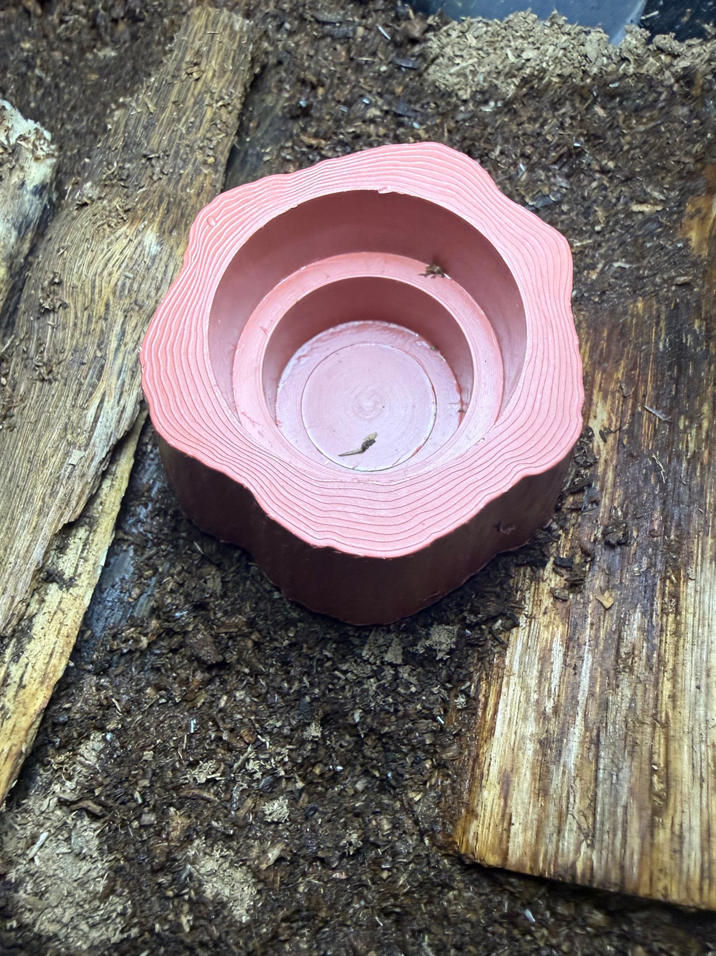 Beetle Jelly Holder Tree Stump Style