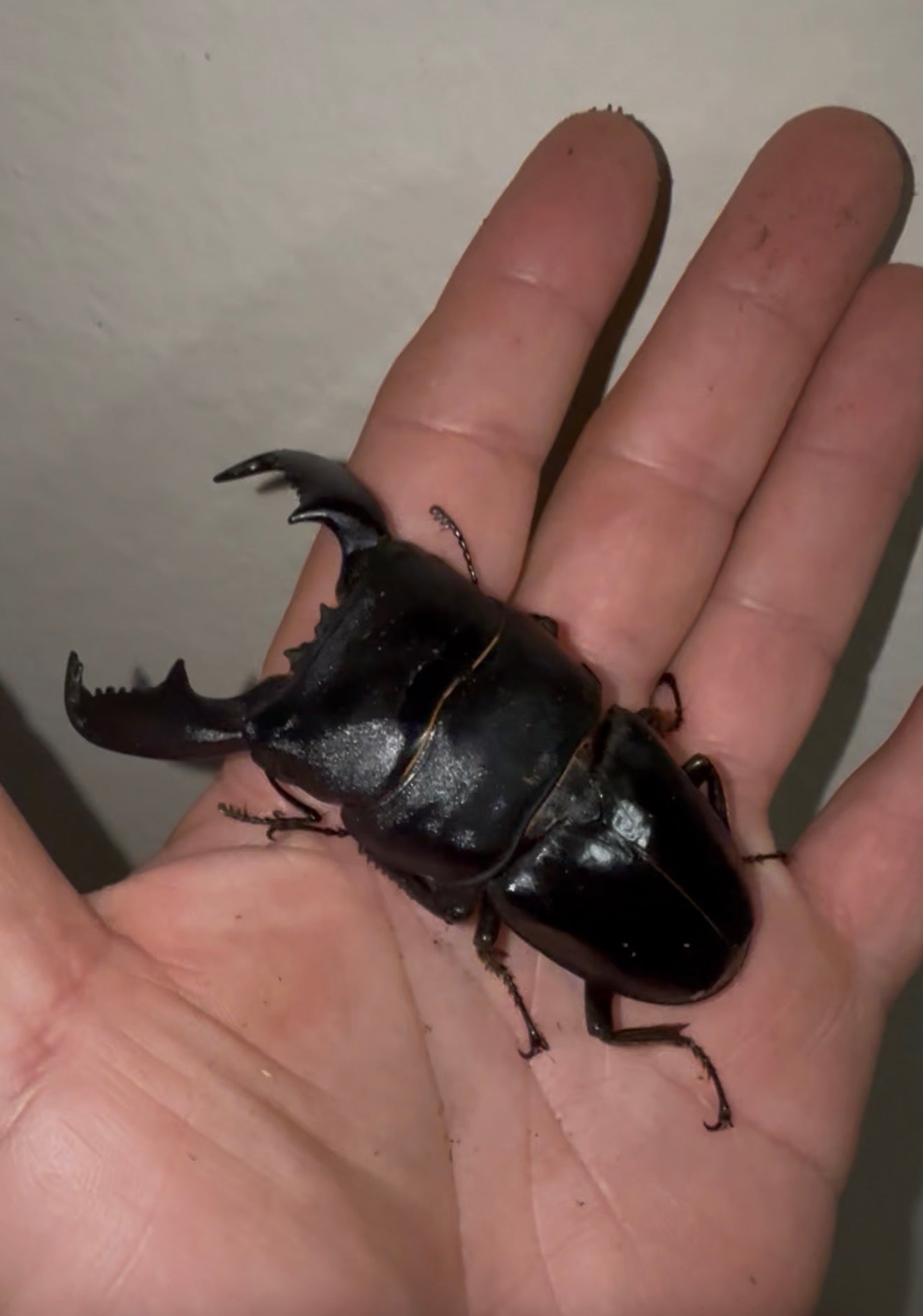Dorcus titanus yasuokai Adult Male