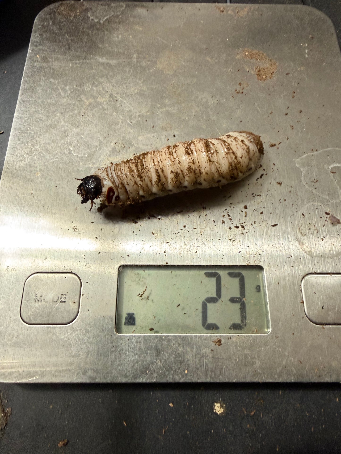 Goliathus Regius L3 #1