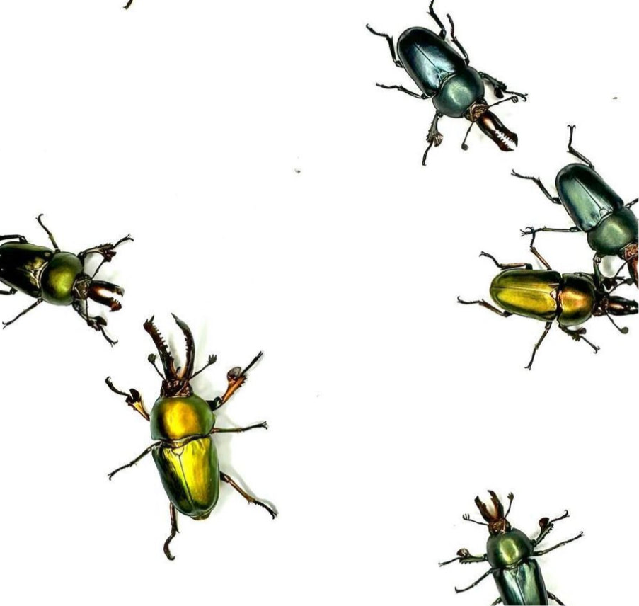 Lamprima Adolphinae larvae