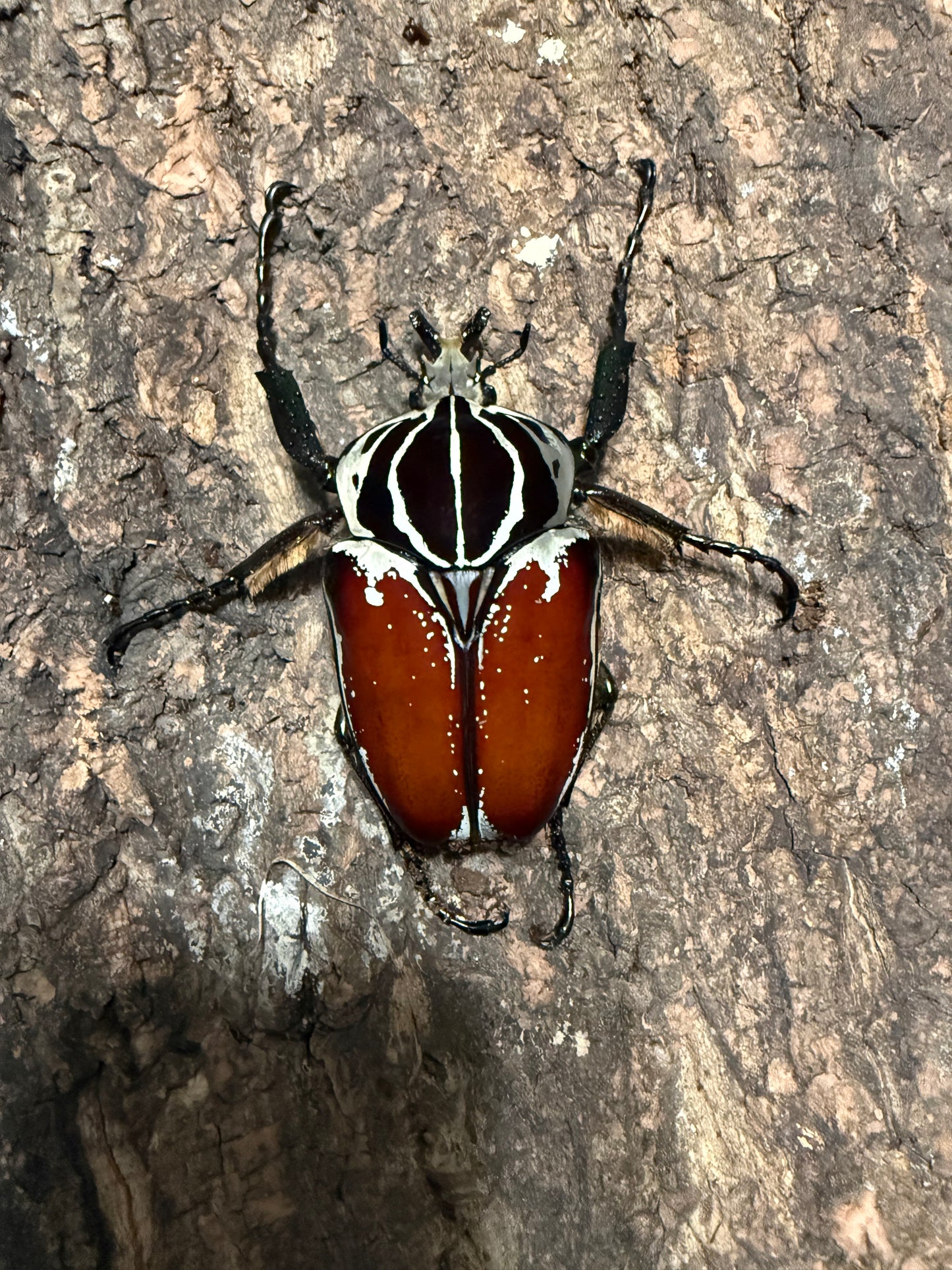 86mm Goliathus Goliatus Adult Male