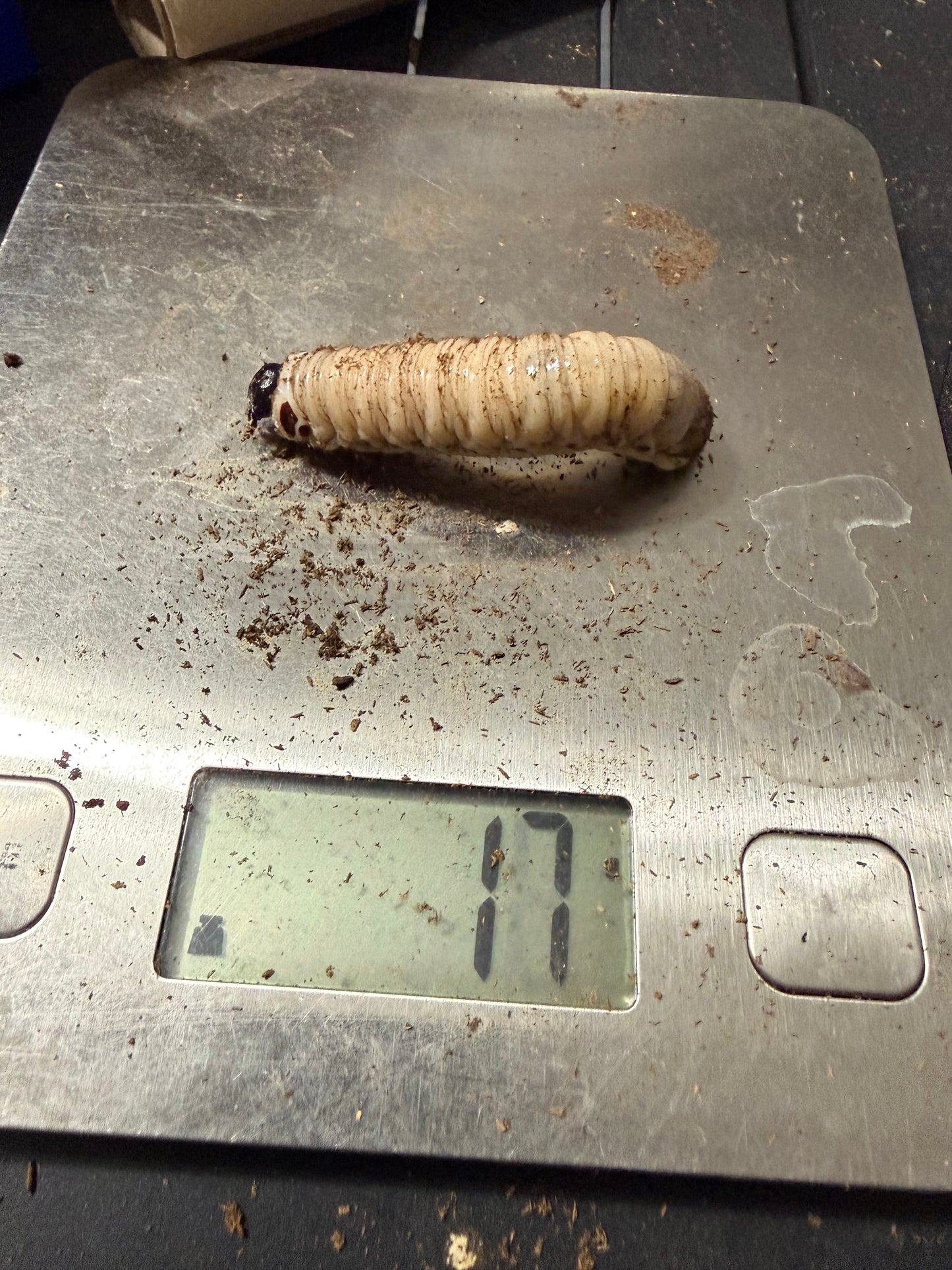 Goliathus Regius L3 #4
