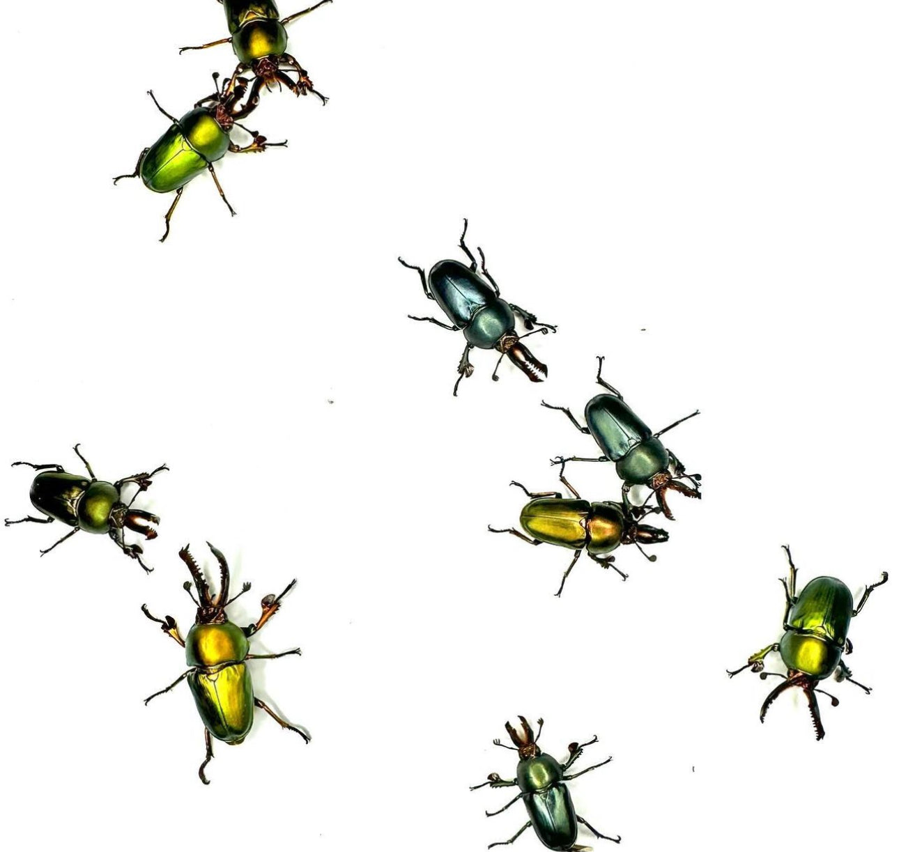 Lamprima Adolphinae larvae