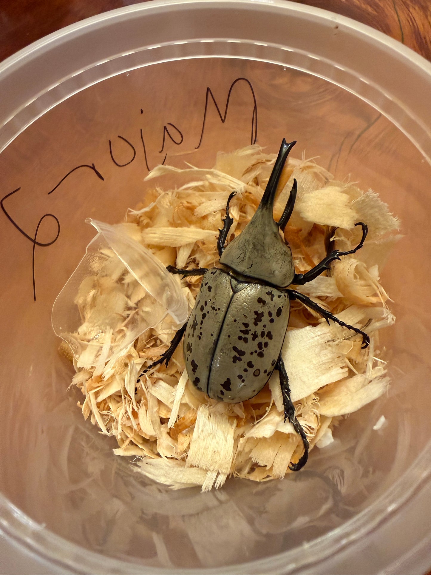 Dynastes Grantii (Western Hercules) MAJOR MALE #2 BIGGEST OF THE BATCH