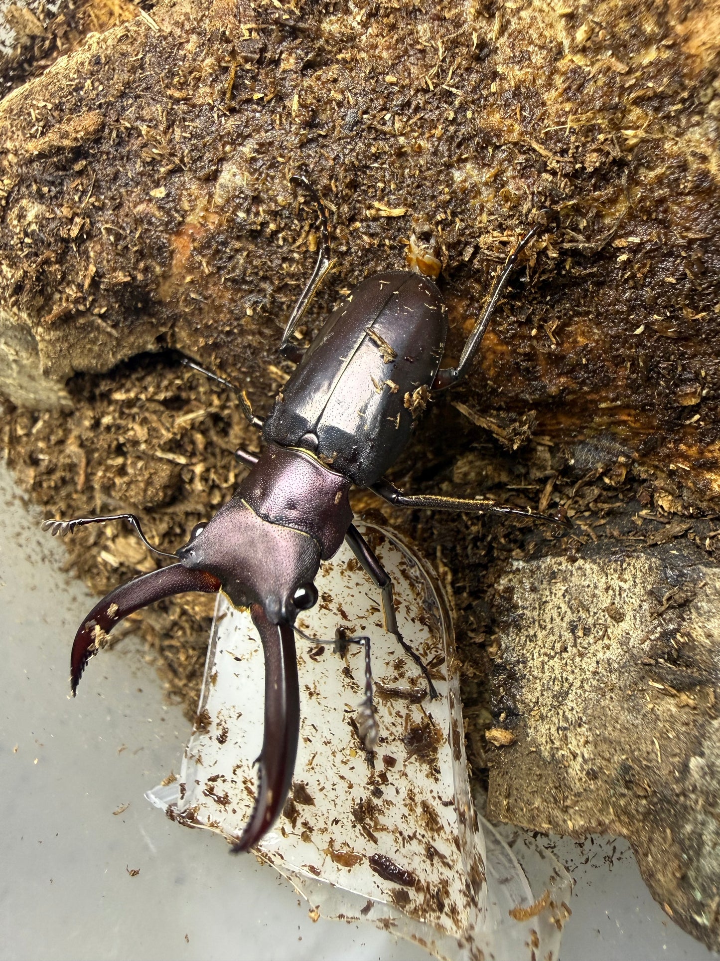 Quick Sale #2 Cyclommatus Metallifer Finae Adult Male