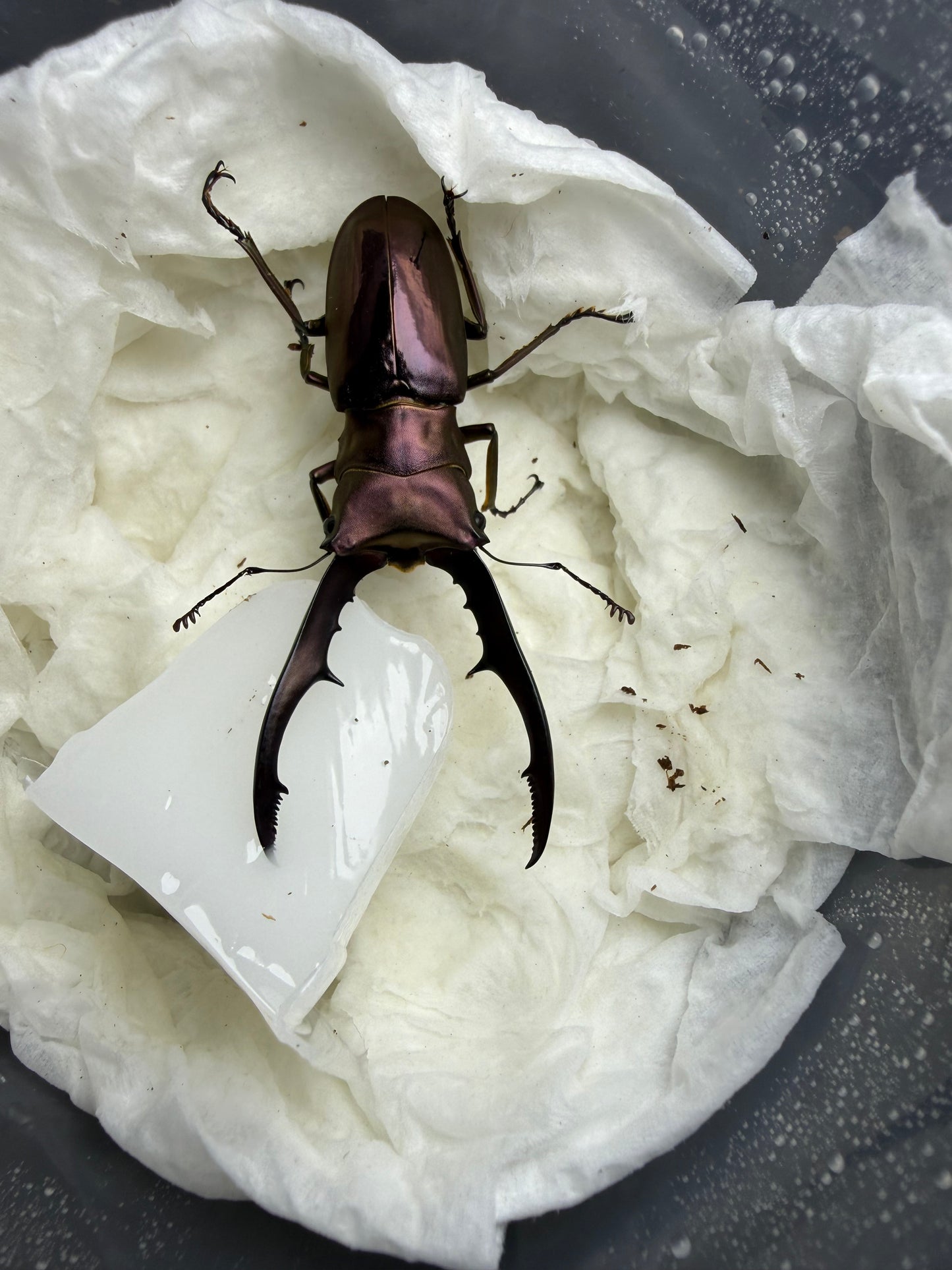 Quick Sale #9 Cyclommatus Metallifer Finae Adult Male