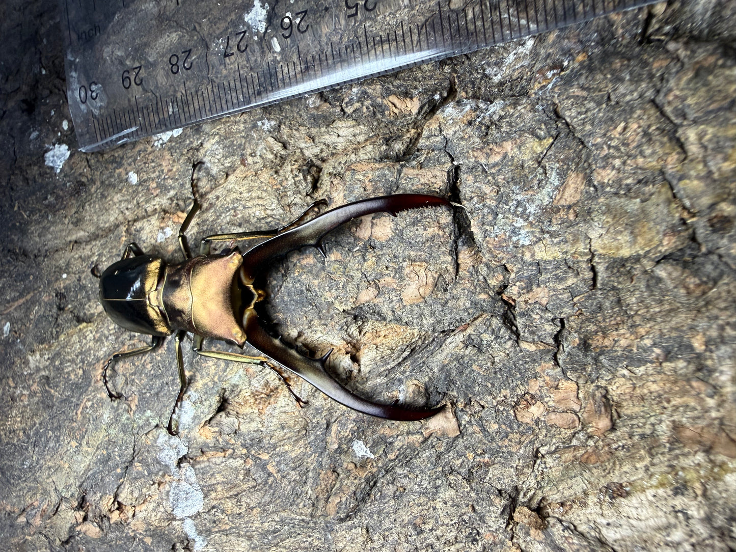 Cyclommatus Metallifer Finae pair #10