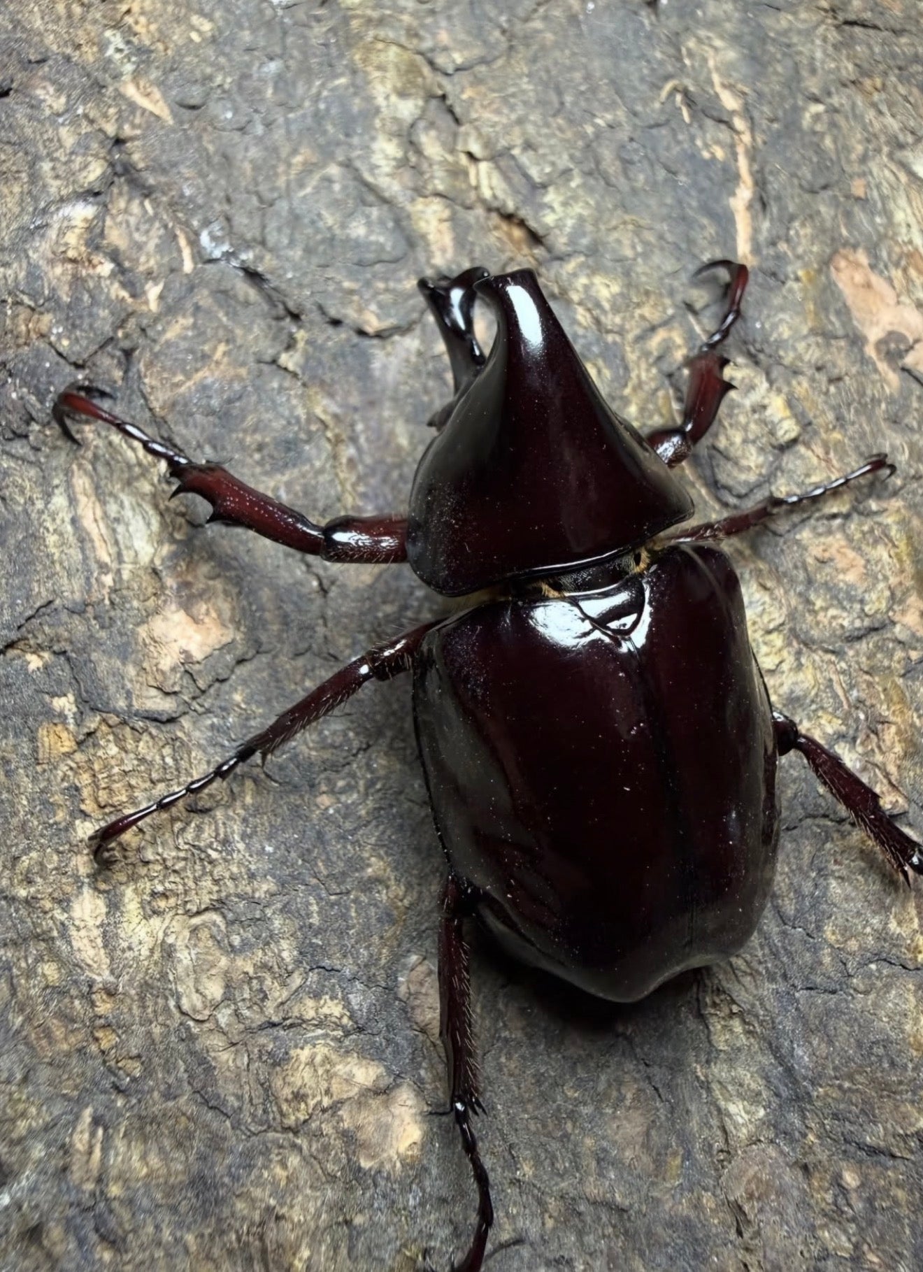 Xylotrupes pachycera