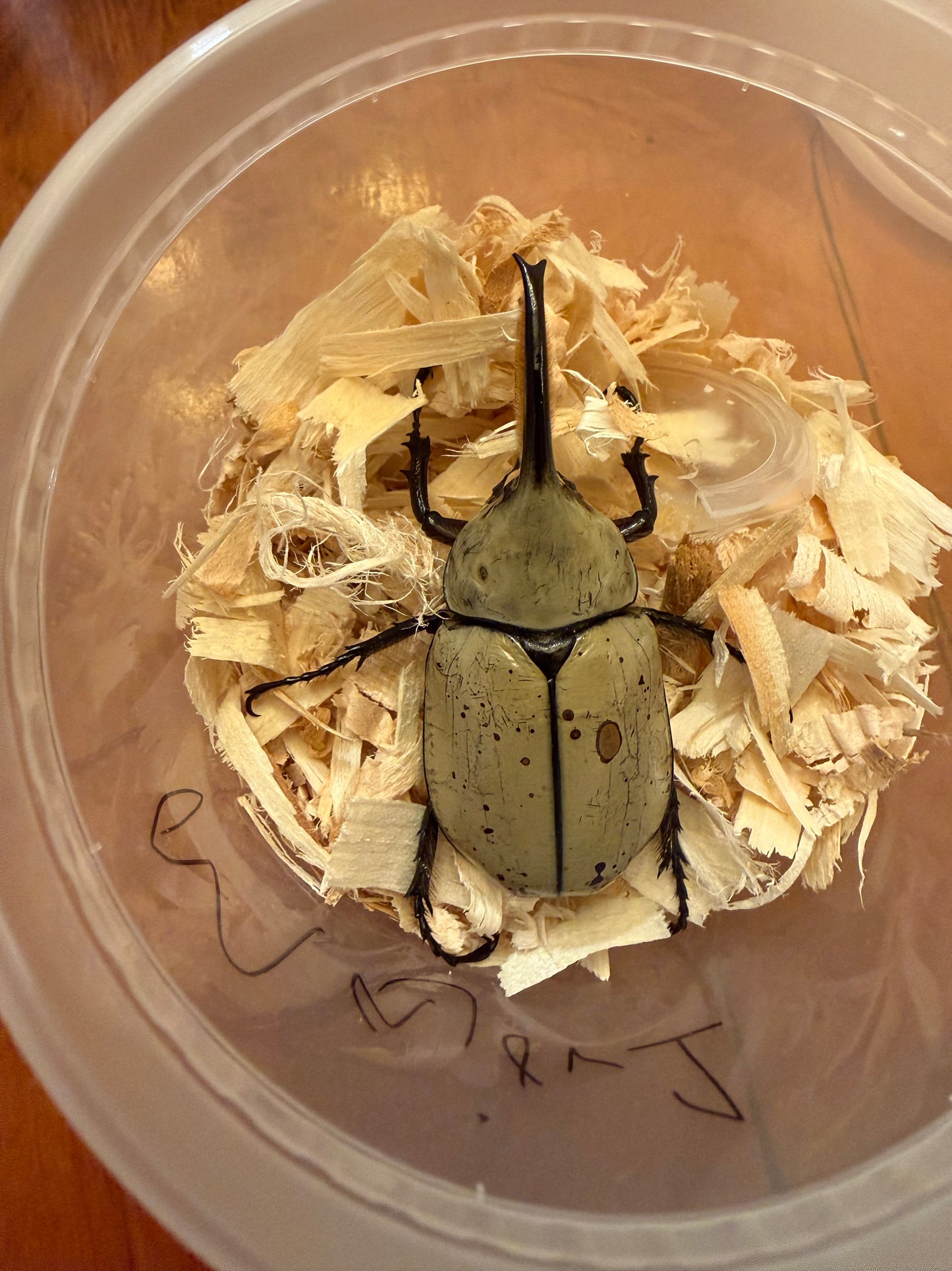 Dynastes Grantii (Western Hercules) MAJOR MALE #1 BIGGEST OF THE BATCH