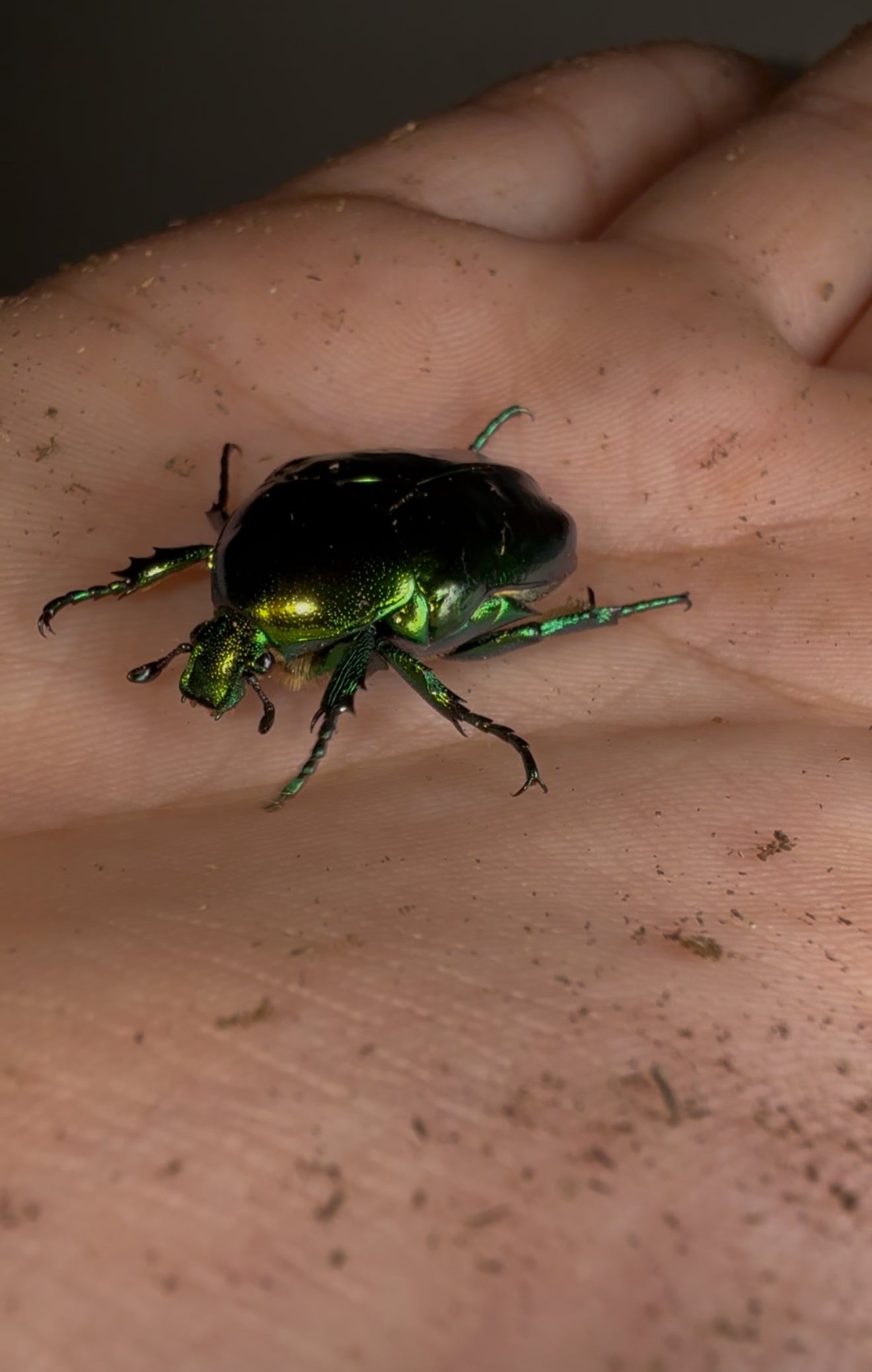Protaetia speciosissima