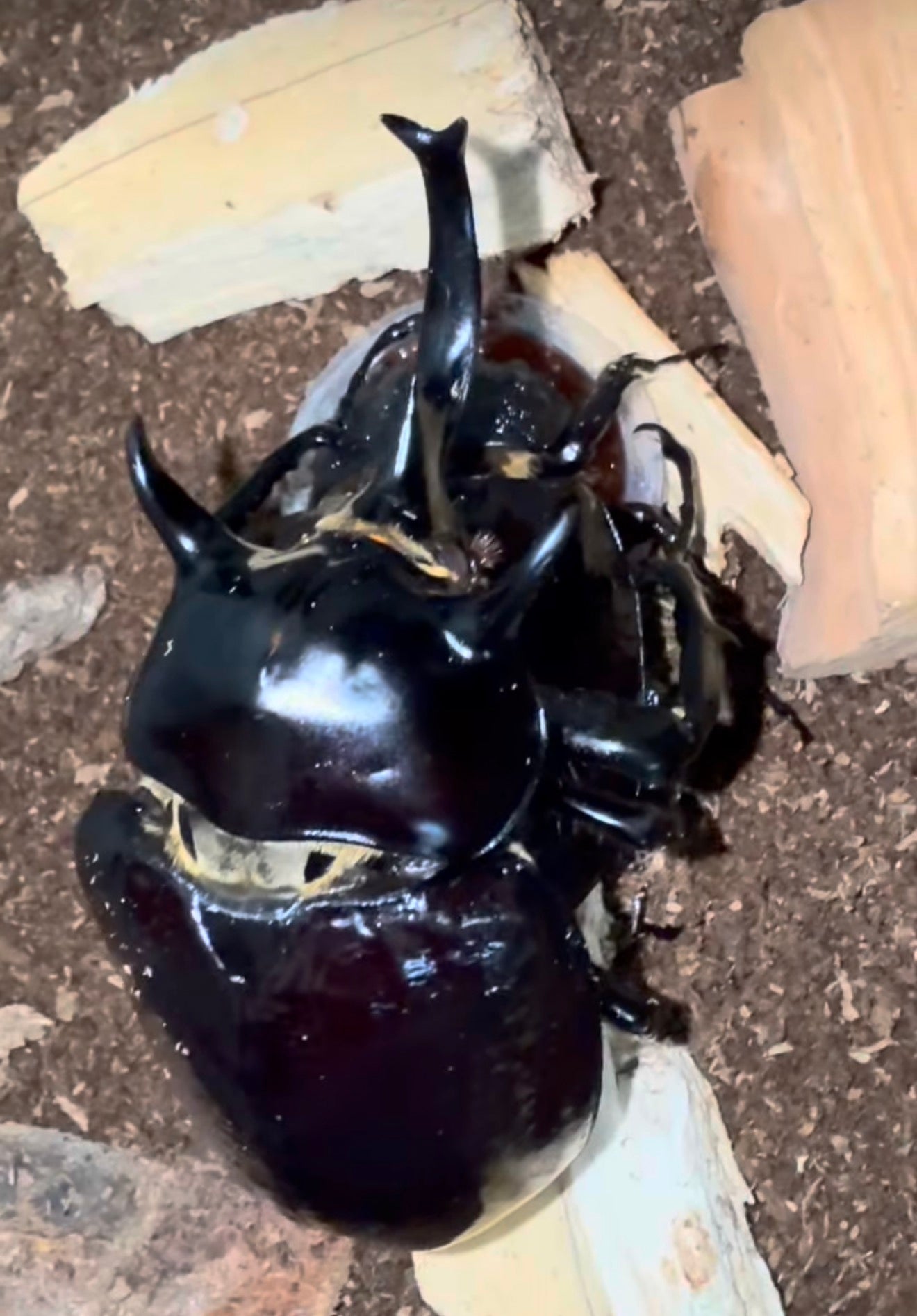 Megasoma Mars (Mars Rhino Beetle)