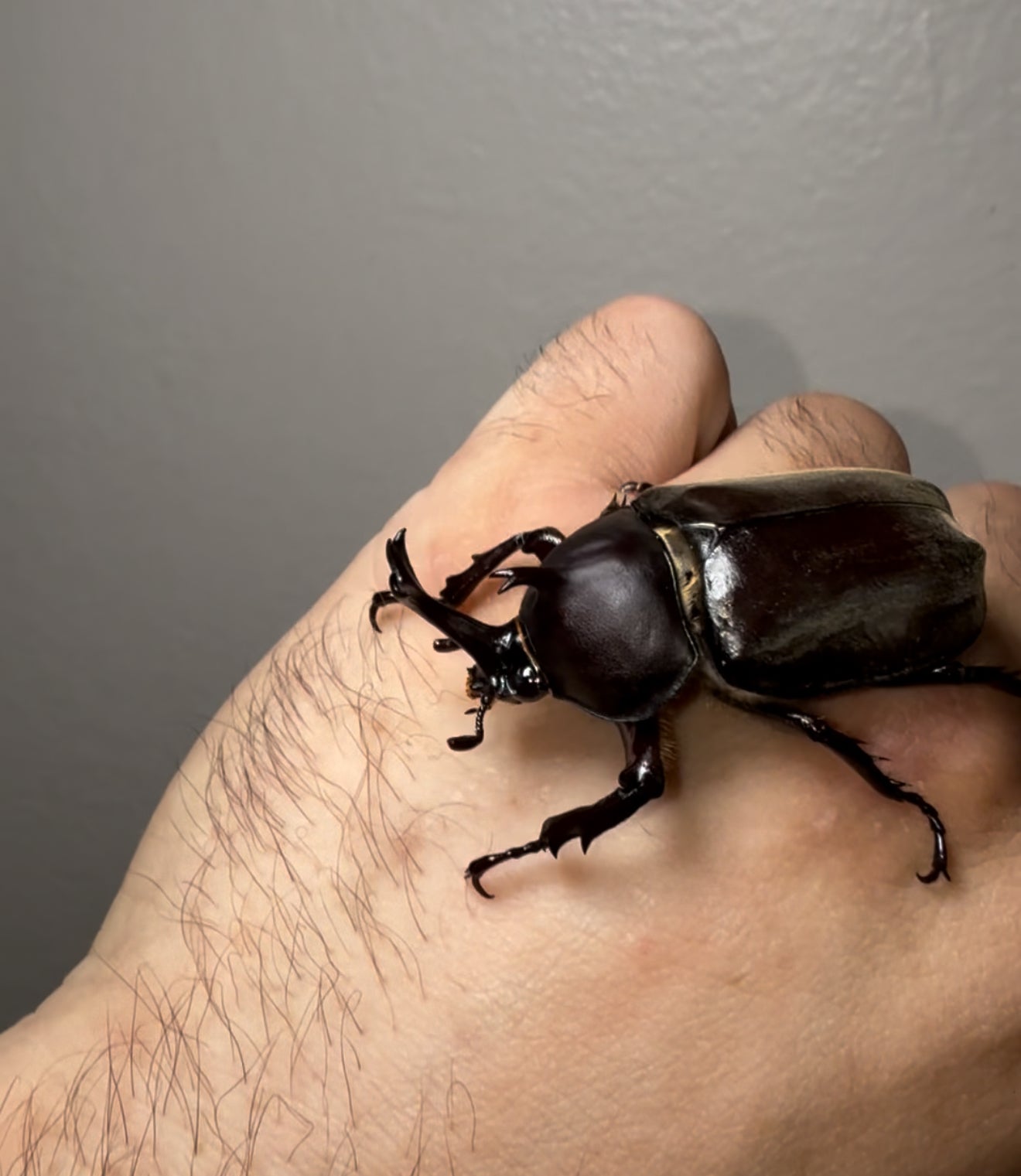 Trypoxylus dichotomus tsunobosonu (Taiwan Rhino Beetle)