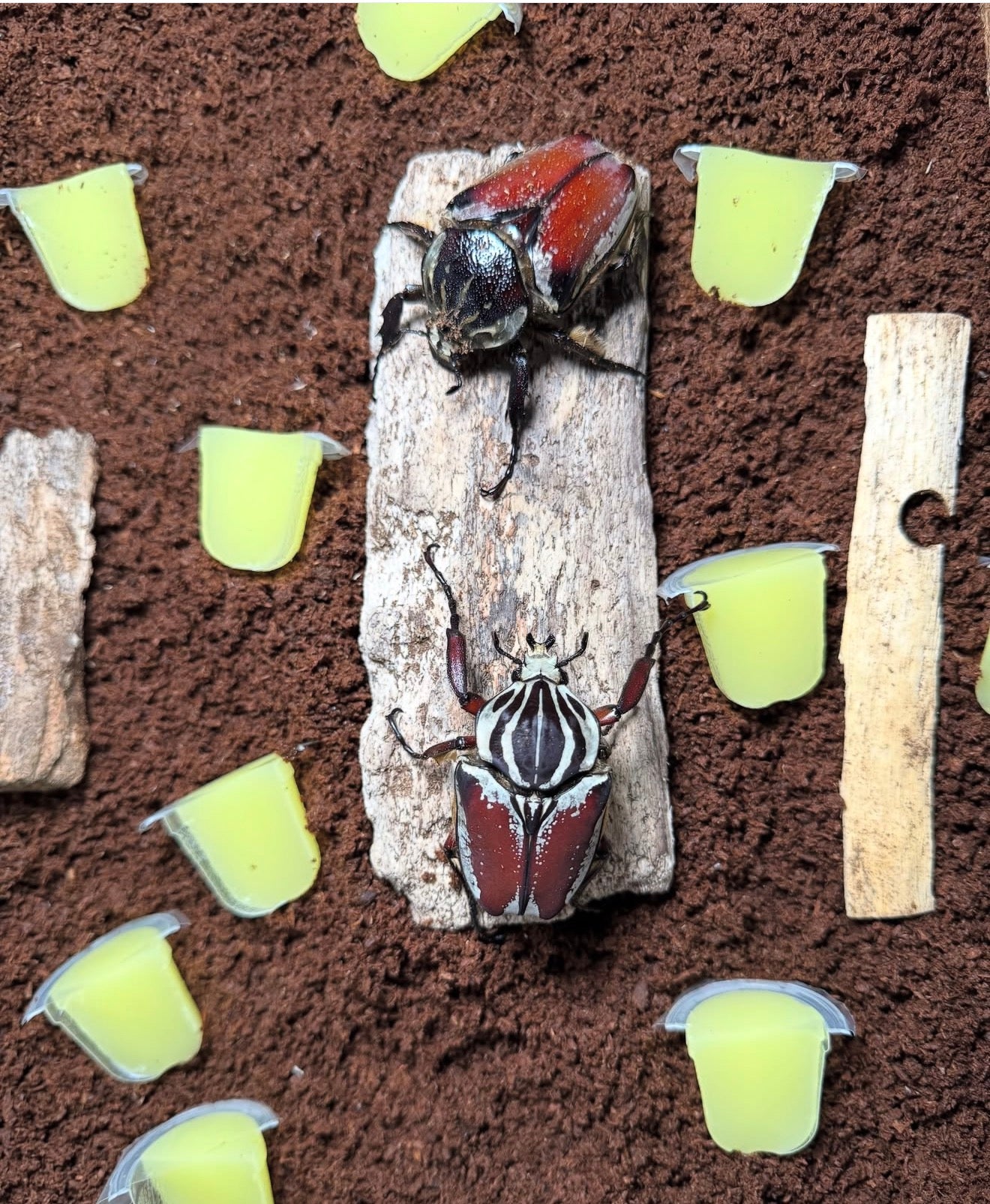Goliathus goliatus (Goliath Beetle)