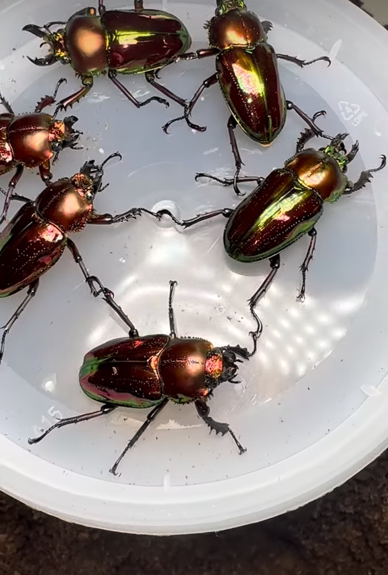 Rainbow Stag Beetle Adult Pair ASSORTED