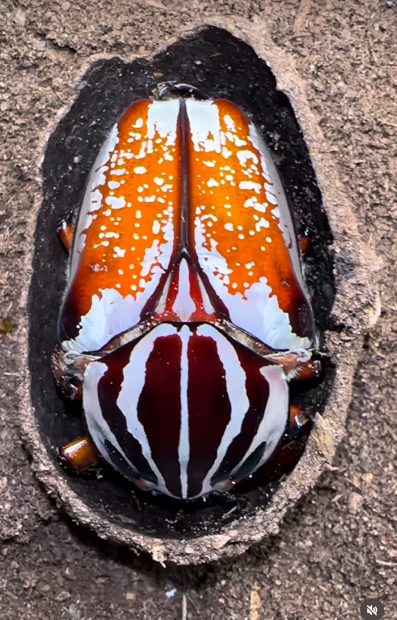 Clay Pupation Mix (goliathus, etc)