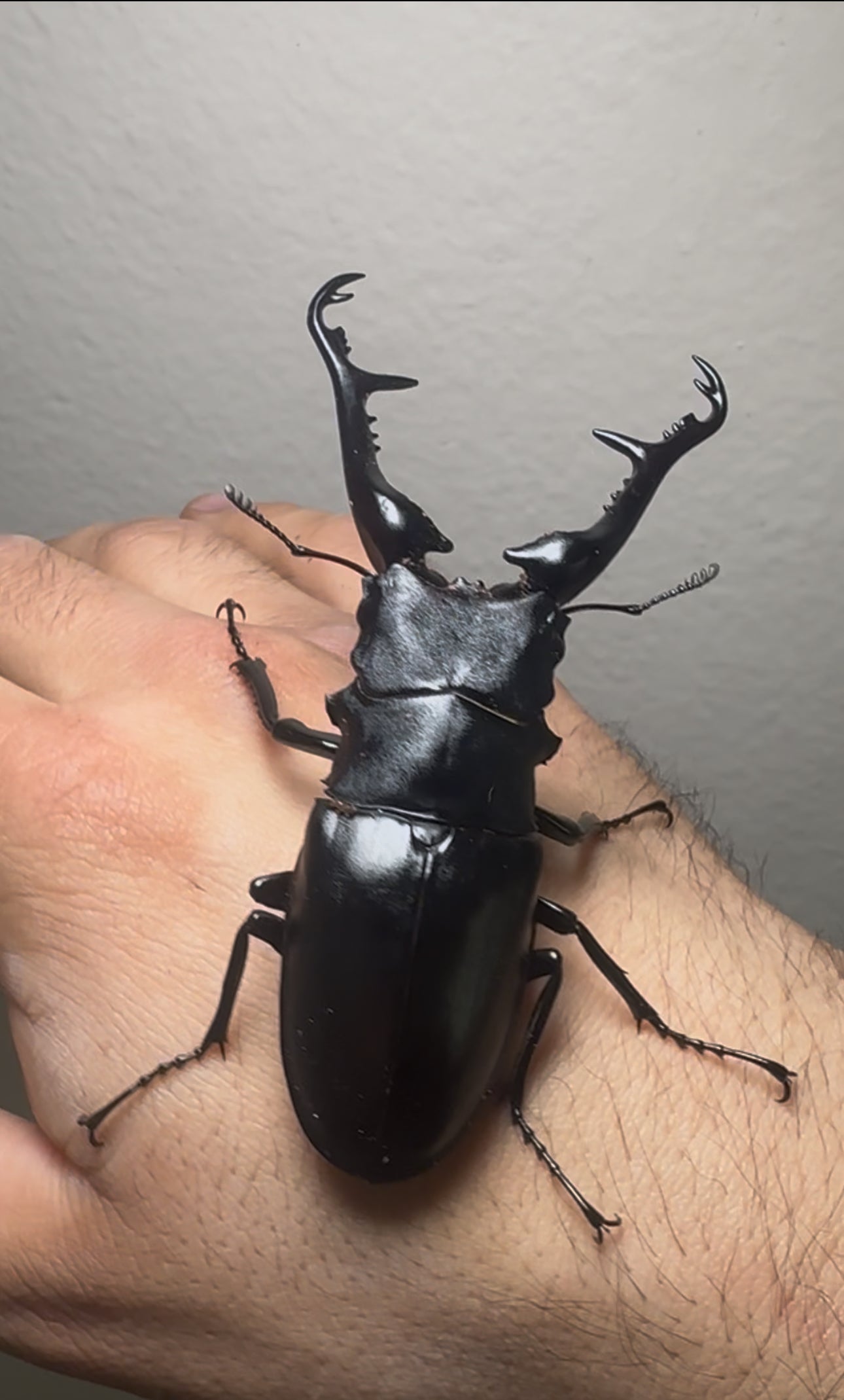 Prosopocoilus giraffa keisukei ADULT MALE