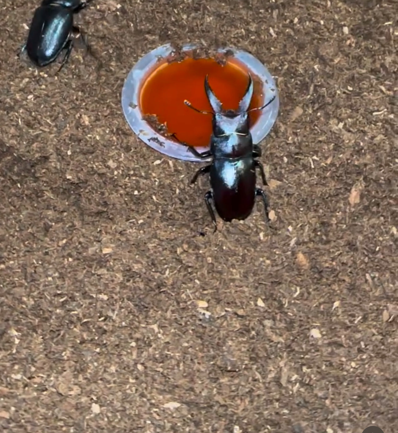 prosopocoilus motschulskii