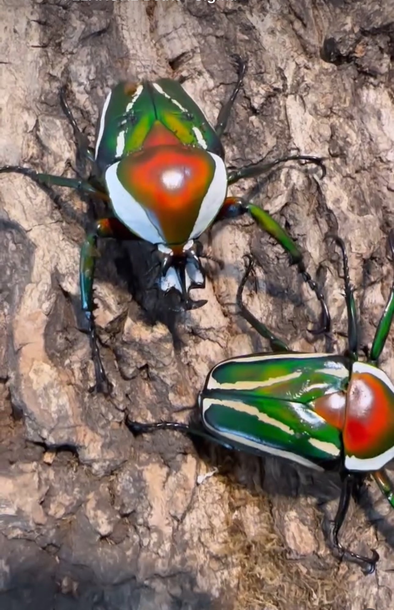 Dicronorrhina derbyana derbyana