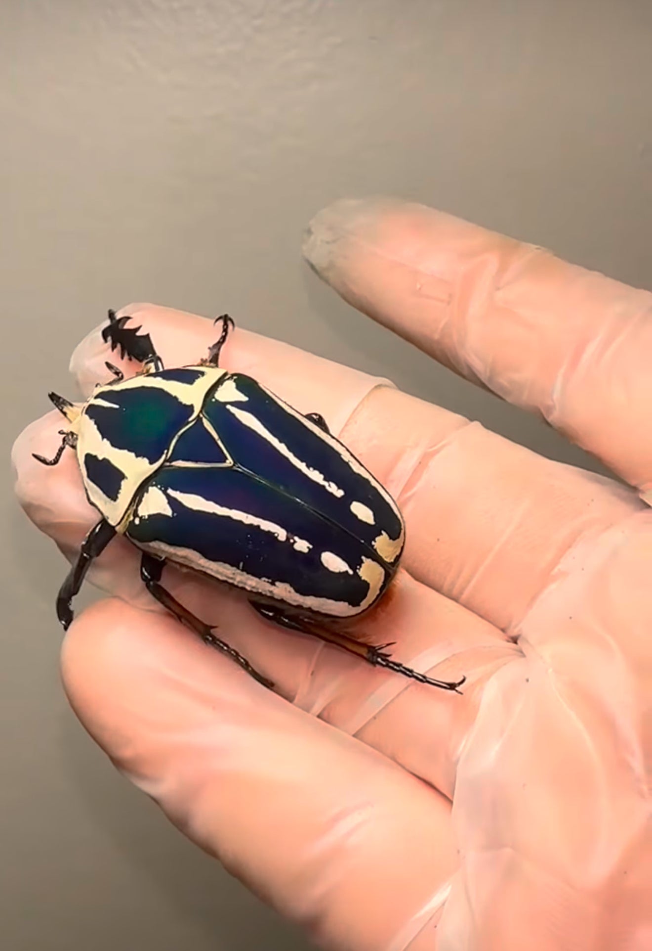 Mecynorrhina torquatus ugandensis MTU flower beetle