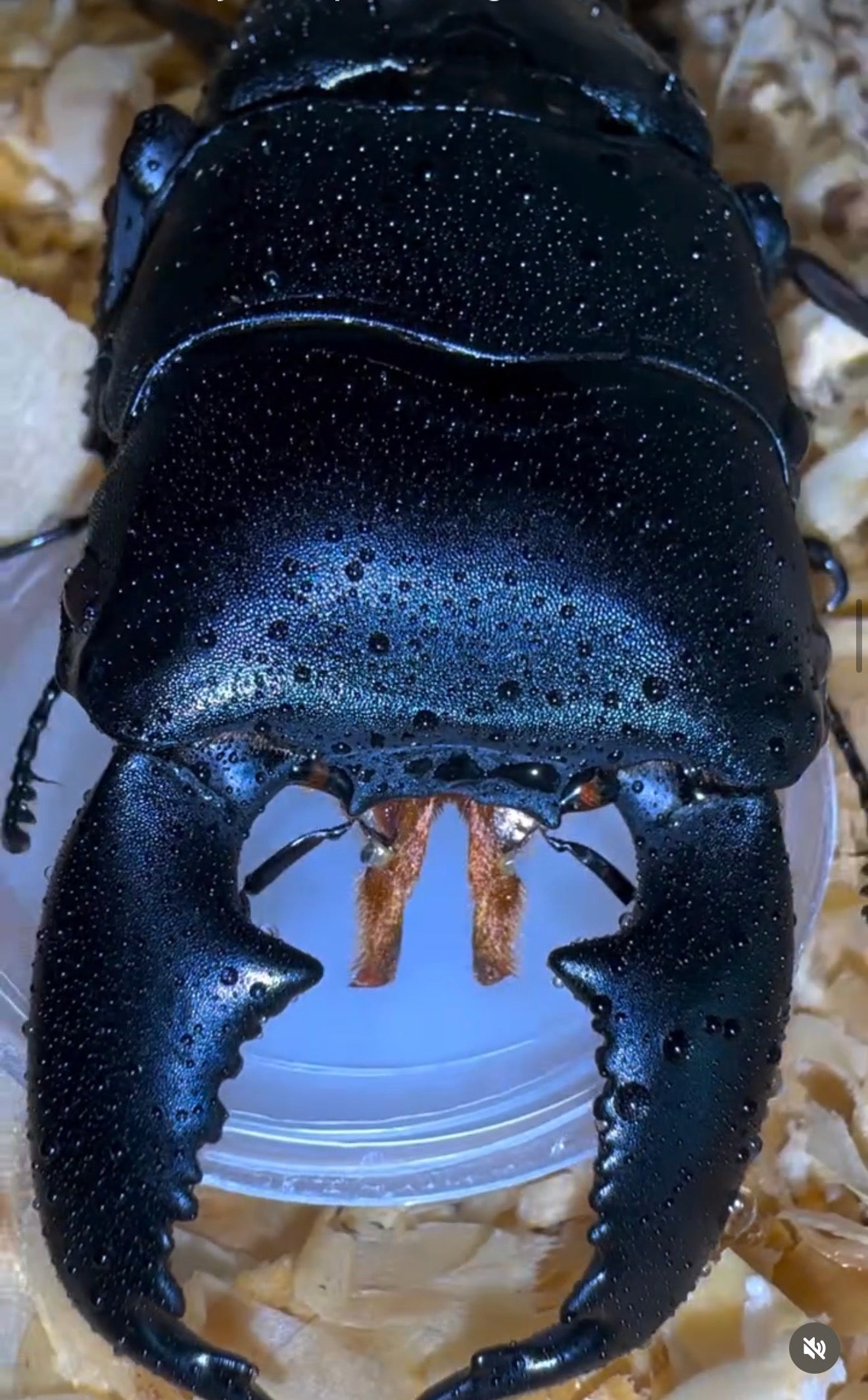 Dorcus titanus yasuokai