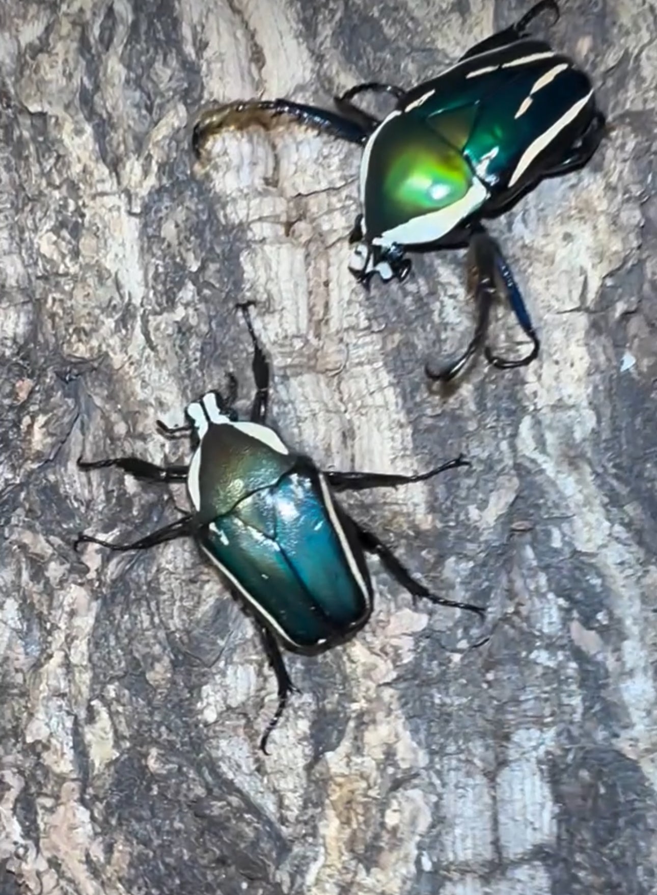 Dicronorrhina derbyana derbyana