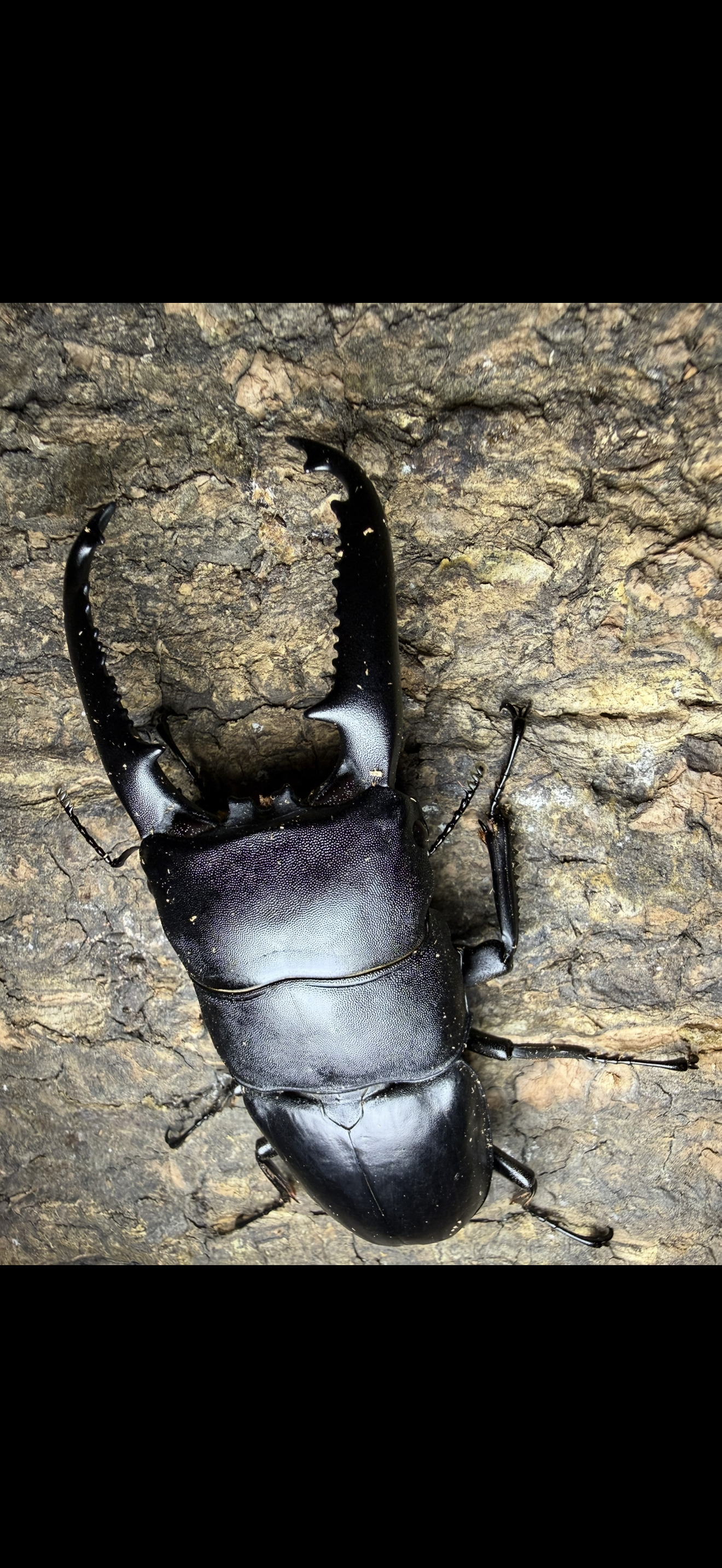 Dorcus titanus palawanicus Adult Male 98mm