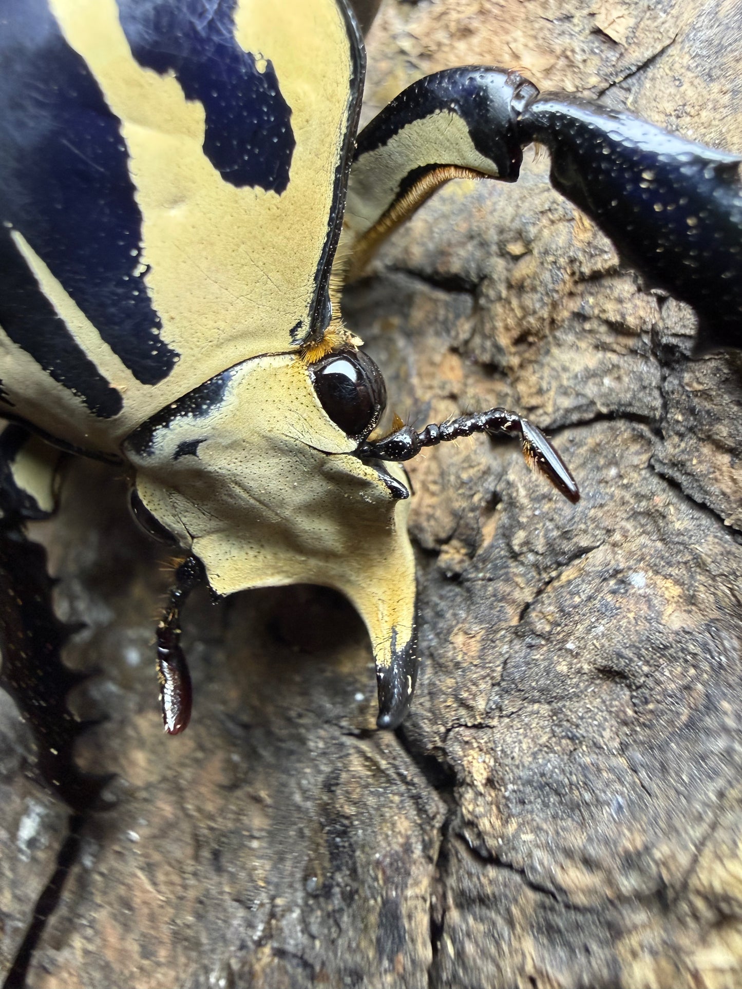 Mecynorrhina torquatus ugandensis Adult Male