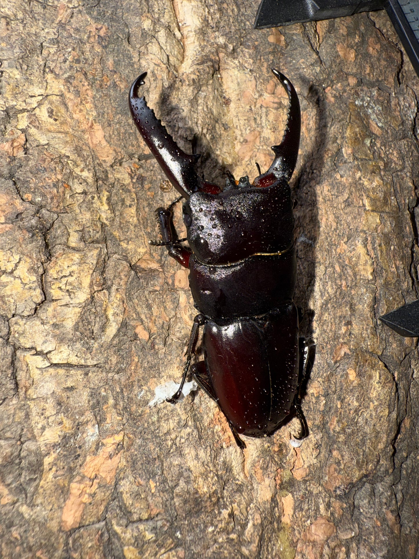 Dorcus Titanus Castanicolor (ADULT PAIR, MALE PICTURED)