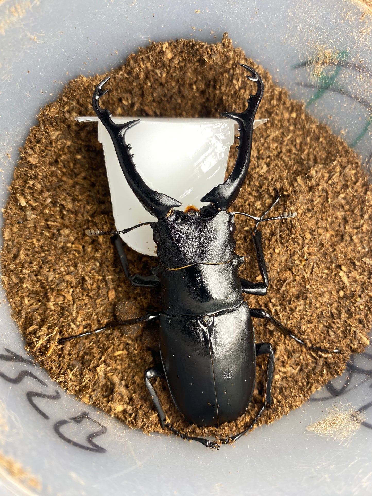 QUICK SALE ADULT PGK MALE