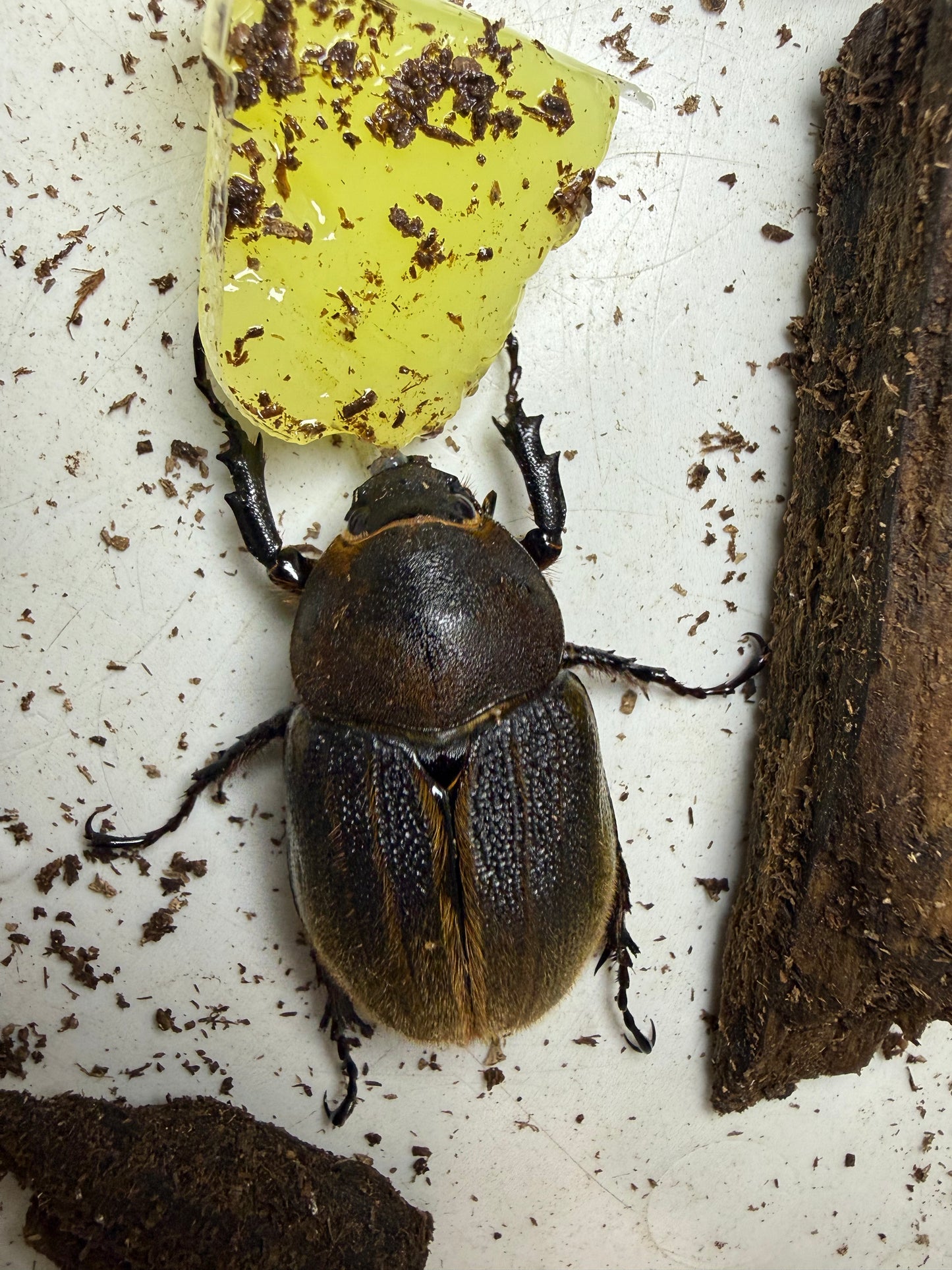 Dynastes Hercules Hercules Adult Female