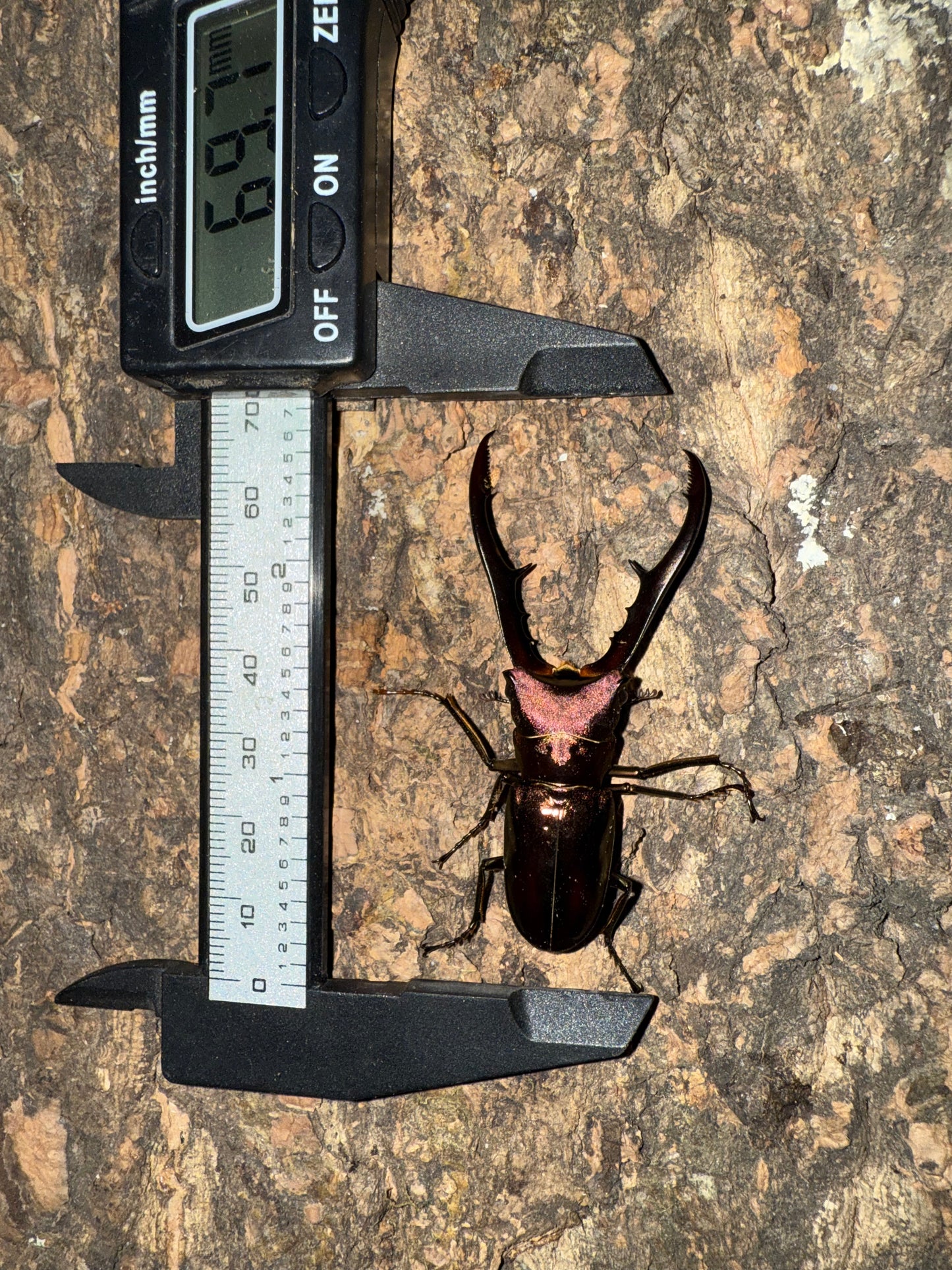 Cyclommatus Metallifer Finae ADULT MALE #1