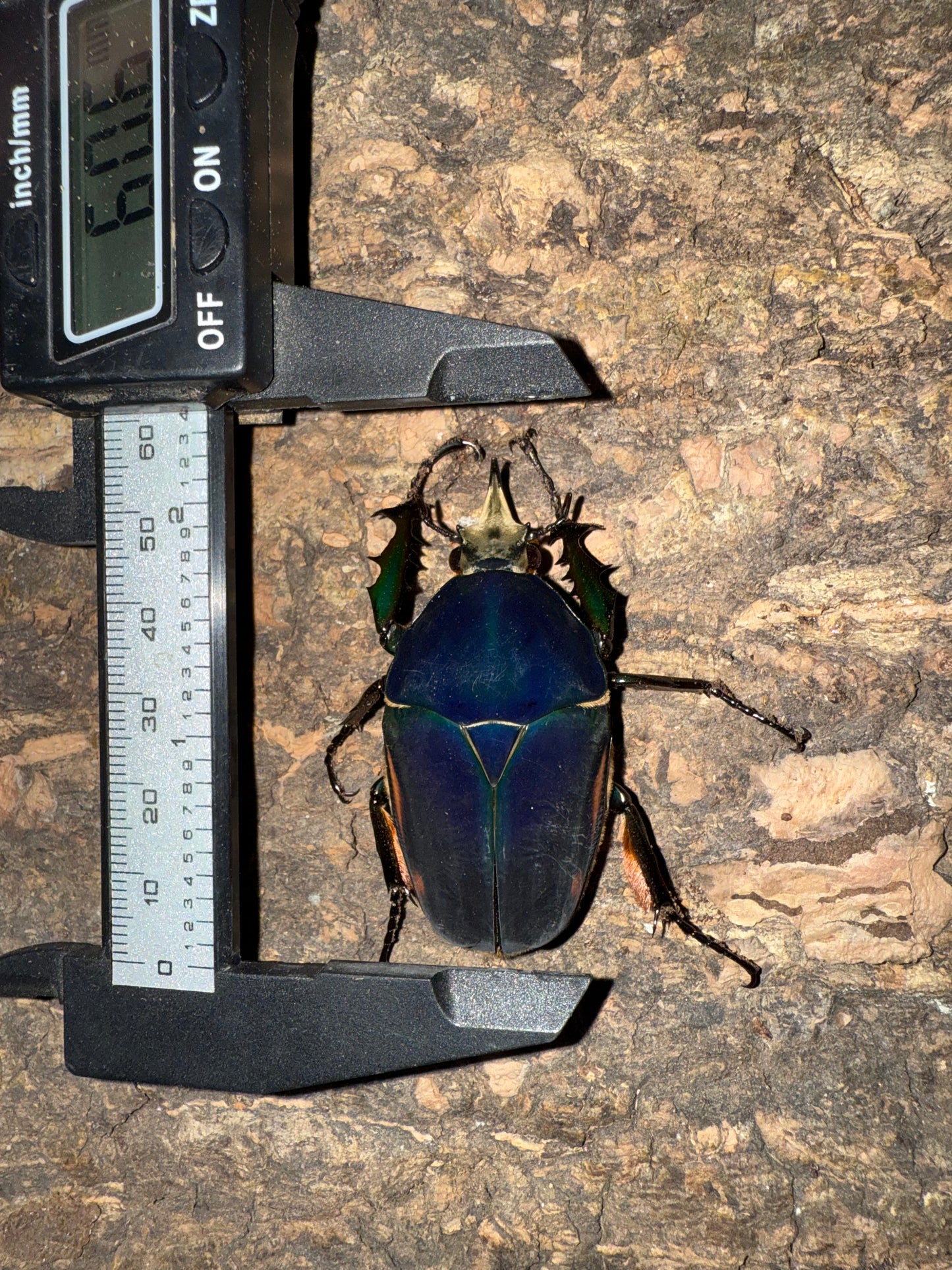 Mecynorrhina torquatus ugandensis ADULT MALE #6