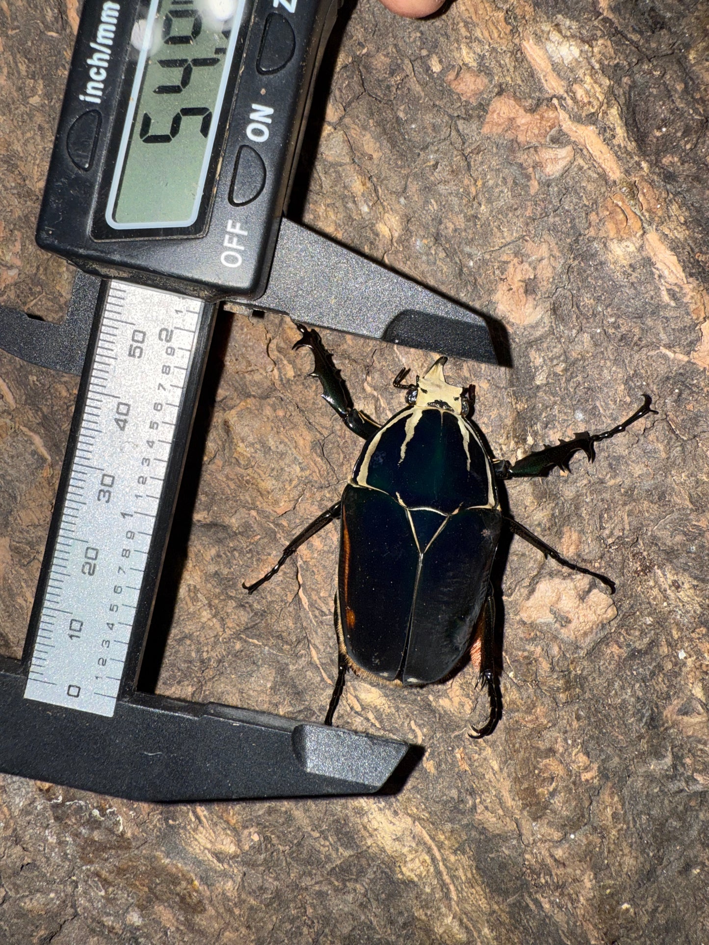 Mecynorrhina torquatus ugandensis ADULT MALE #7