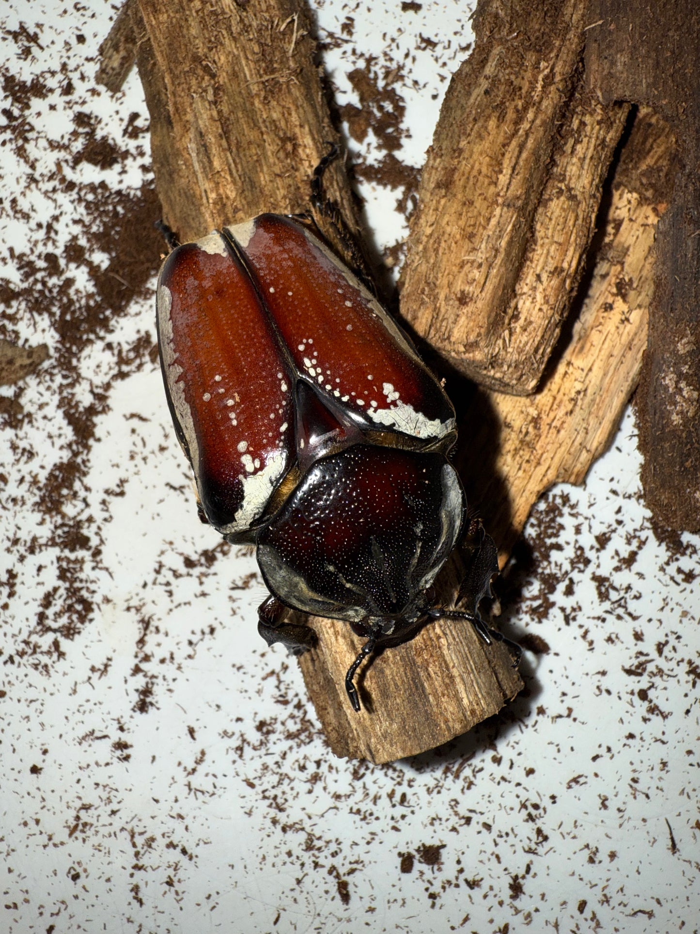 Adult Goliathus Goliatus Female QUICK SALE