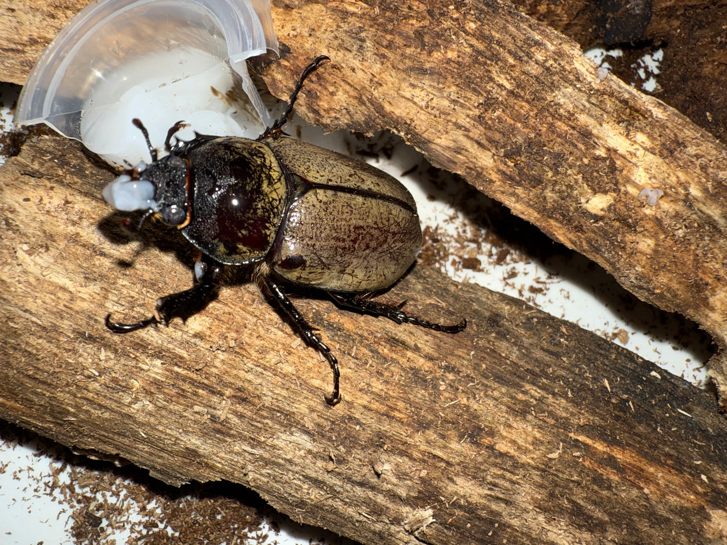 Adult Dynastes Grantii Female