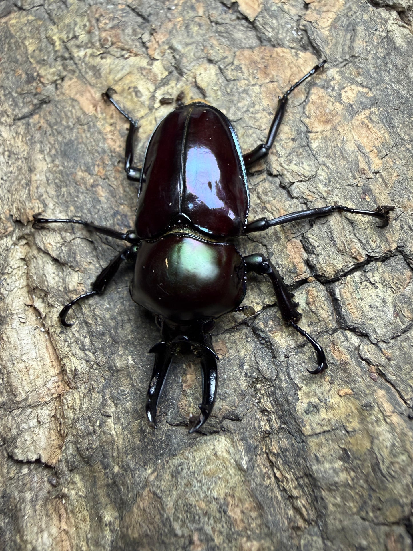 Phalacrognathus muelleri (Rainbow Stag Beetle) Male pictured