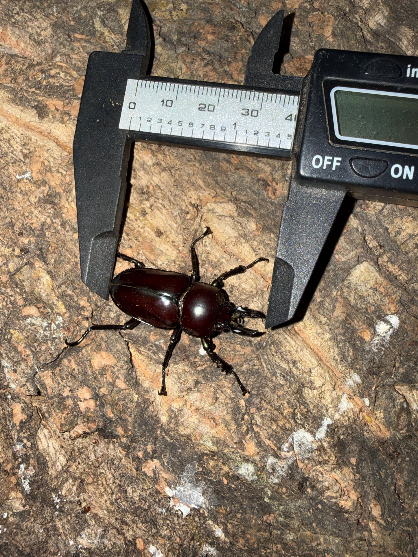 Phalacrognathus muelleri (Rainbow Stag Beetle) Male