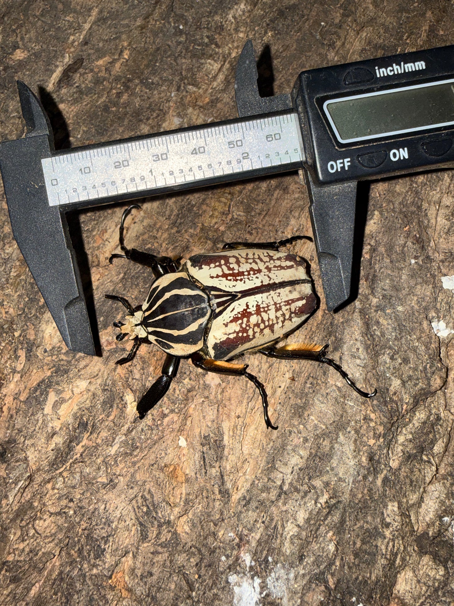 Goliathus Goliatus Male