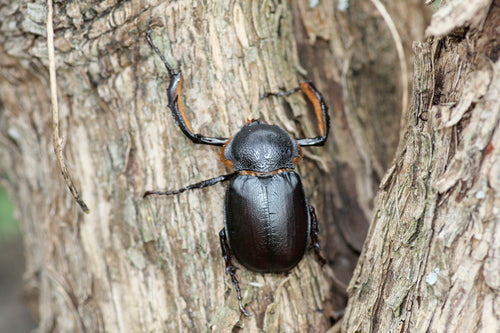 Propomacrus bimucronatus (Turkey Long Arm Beetle)