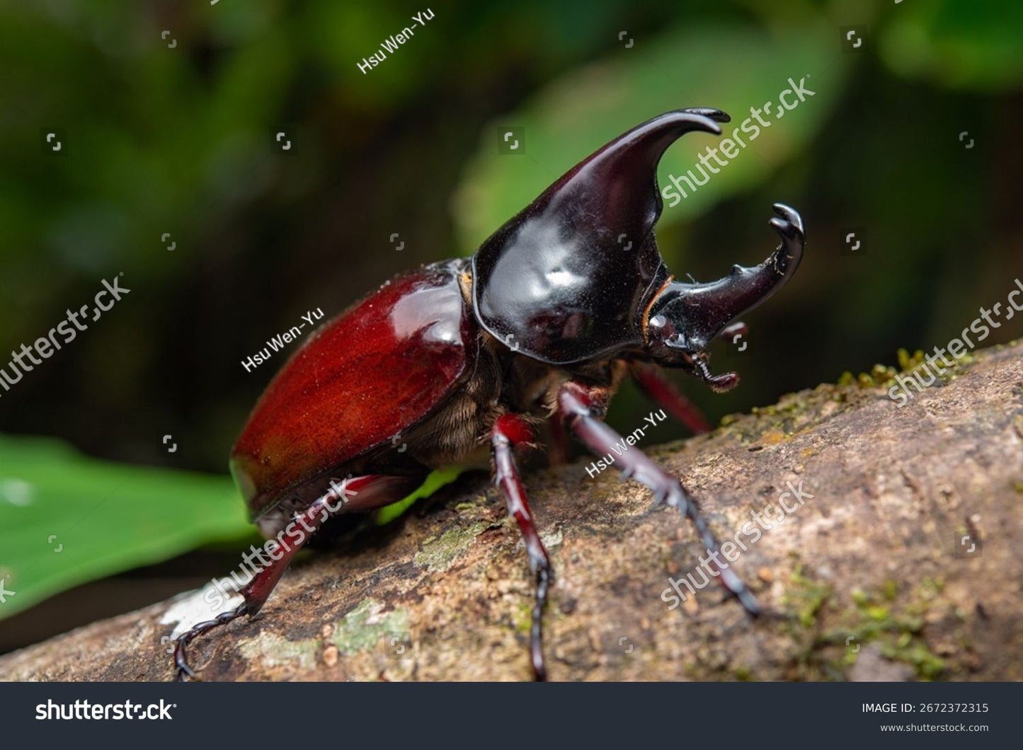 Xylotrupes Pachycera (Pachycera Rhino Beetle)