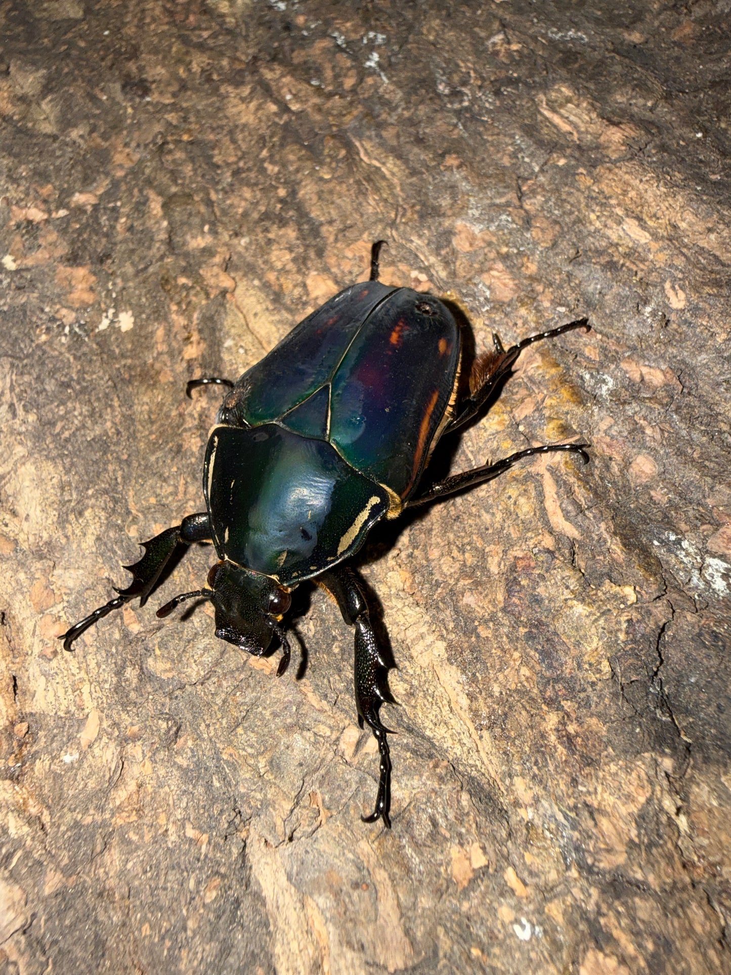 Adult Mecynorrhina torquatus ugandensis Female