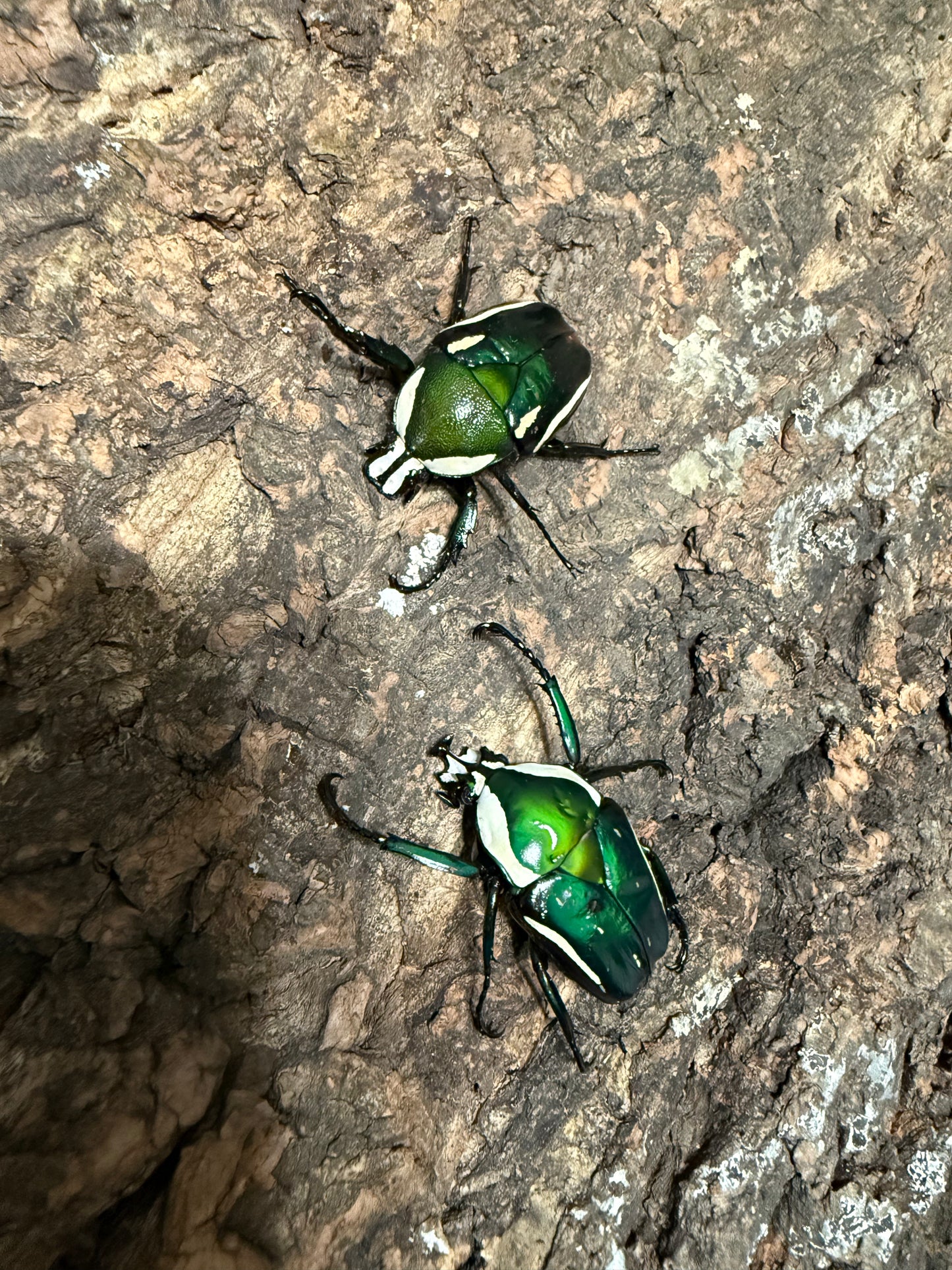 Adult Derby Beetle Pair