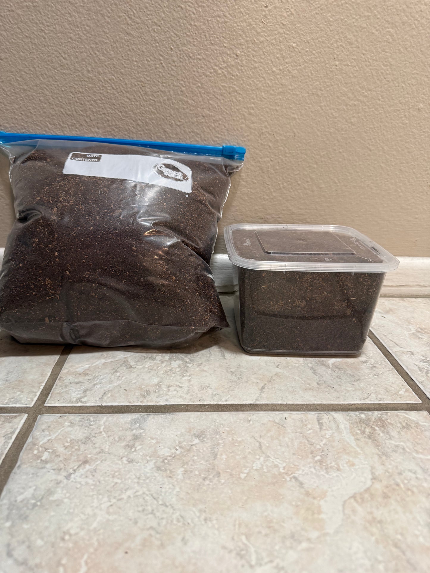 Cyclommatus metallifer finae (Metallic Stag Beetle) L3 Male Larvae Grow Kit FREE SHIPPING