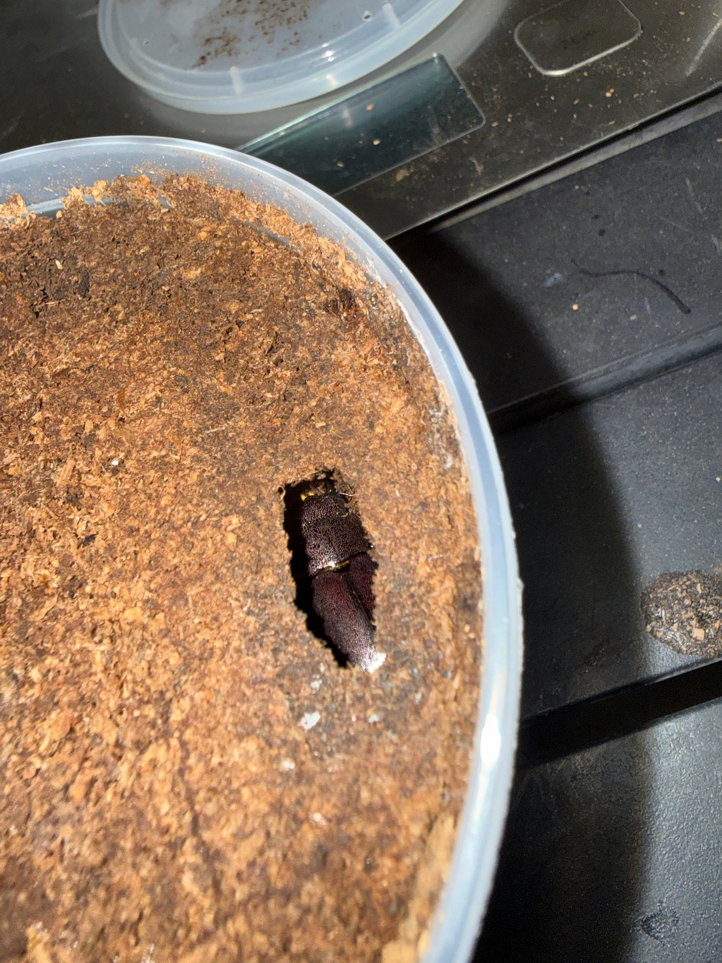 Cyclommatus Metallifer Finae Female (Eclosed 3/3/26