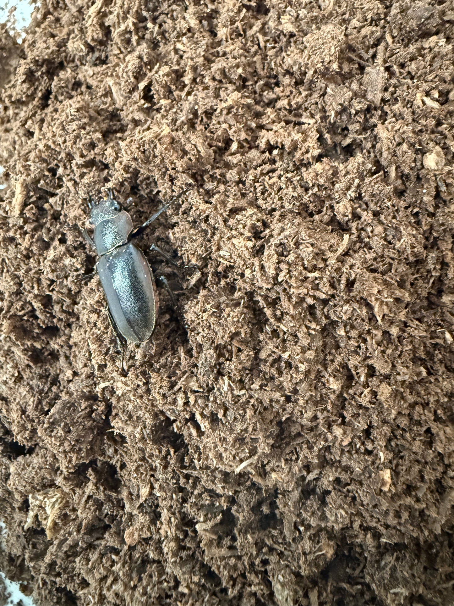 Cyclommatus mefallifer finae adult female