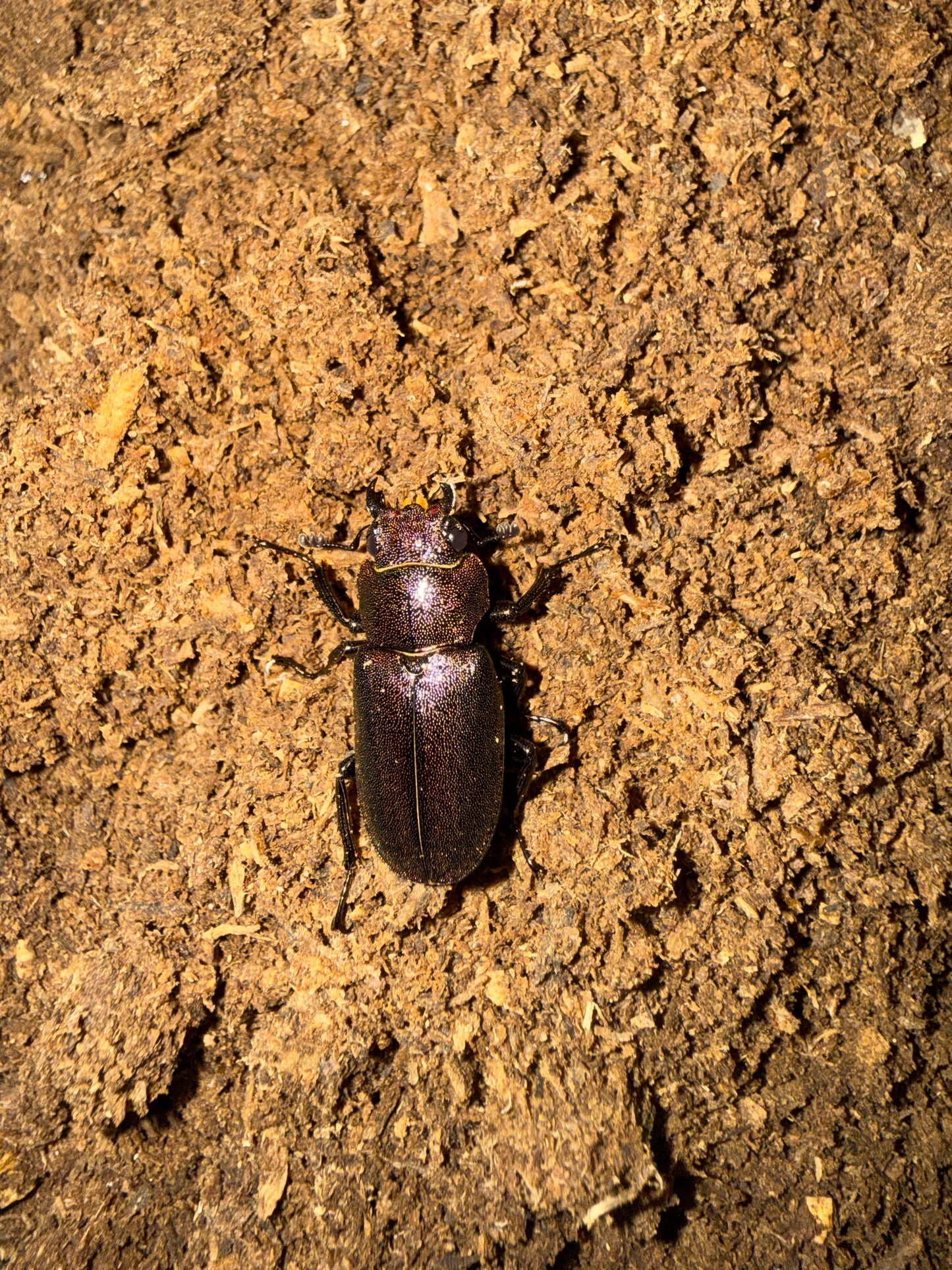 FREE MATED CYCLOMMATUS METALLIFER FINAE FEMALE (CAN NOT BE COMBINED WITH FLAKE SOIL) MAX 2 PER ORDER