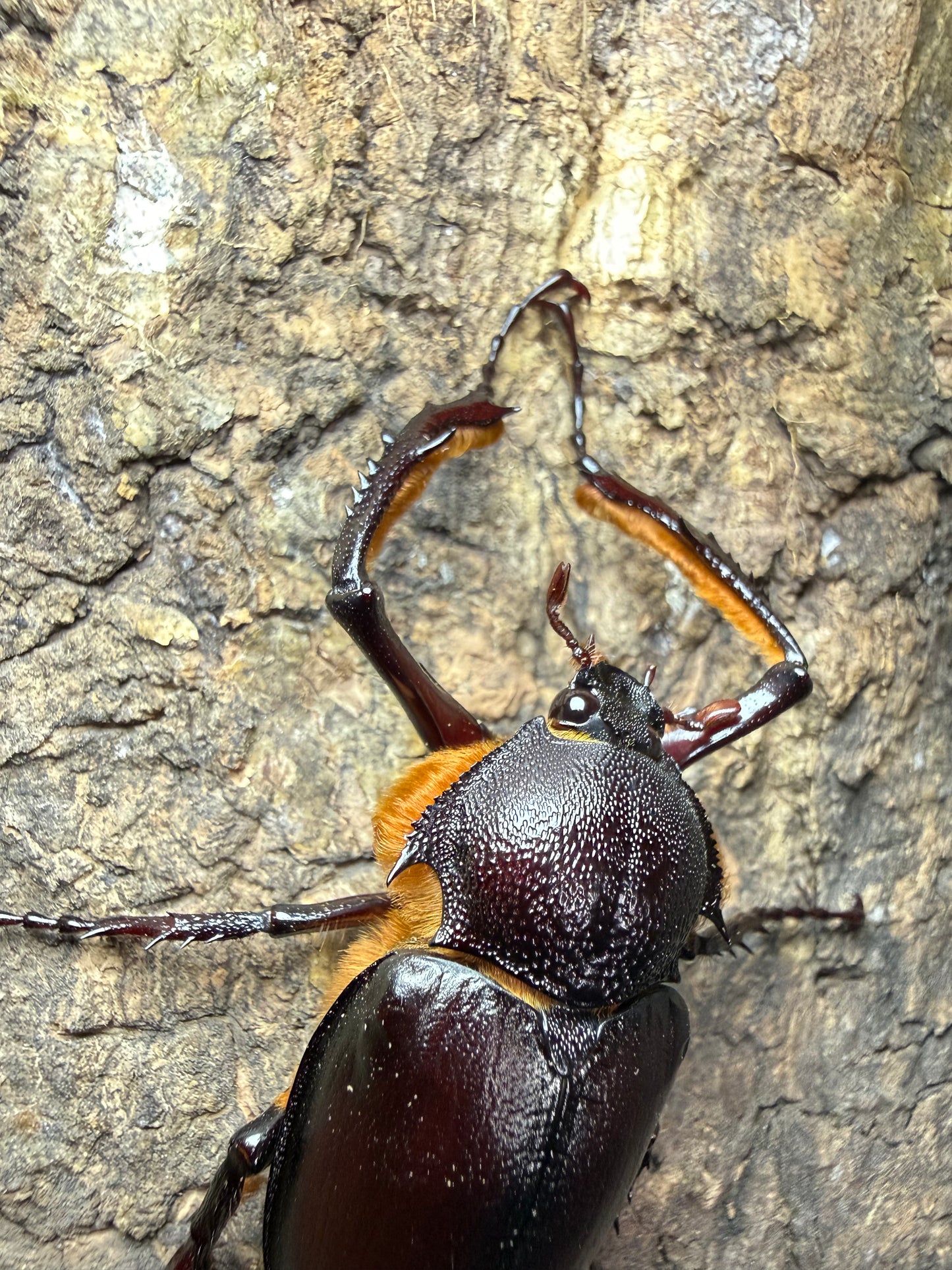 Propomacrus bimucronatus (Turkey Long Arm Beetle)