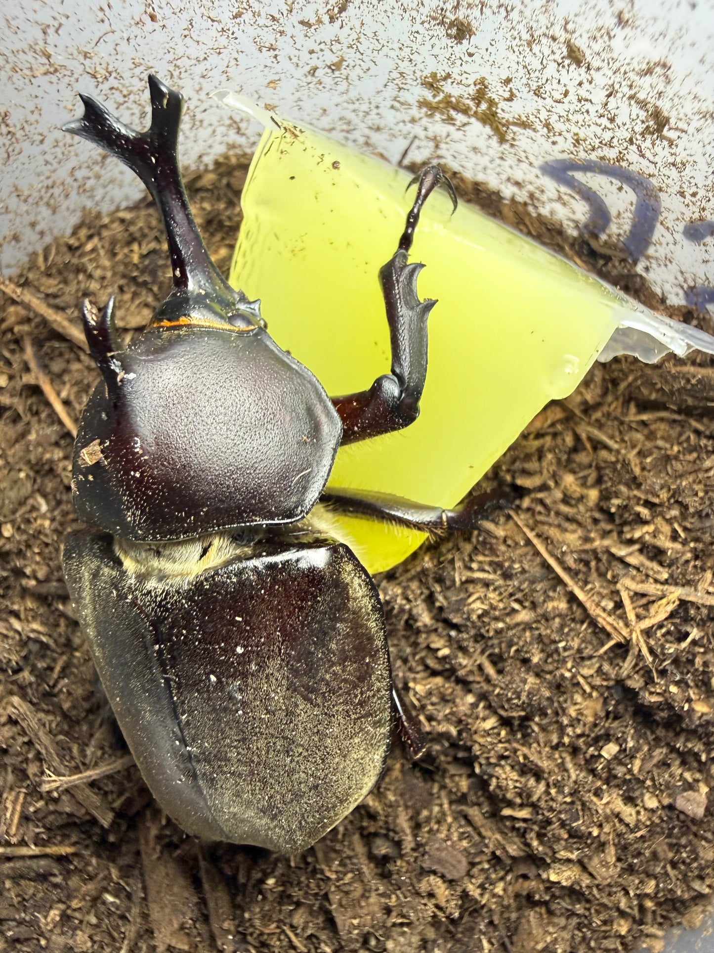 Trypoxylus dichotomus tsunobosonu (Taiwan Rhino Beetle) ADULTS